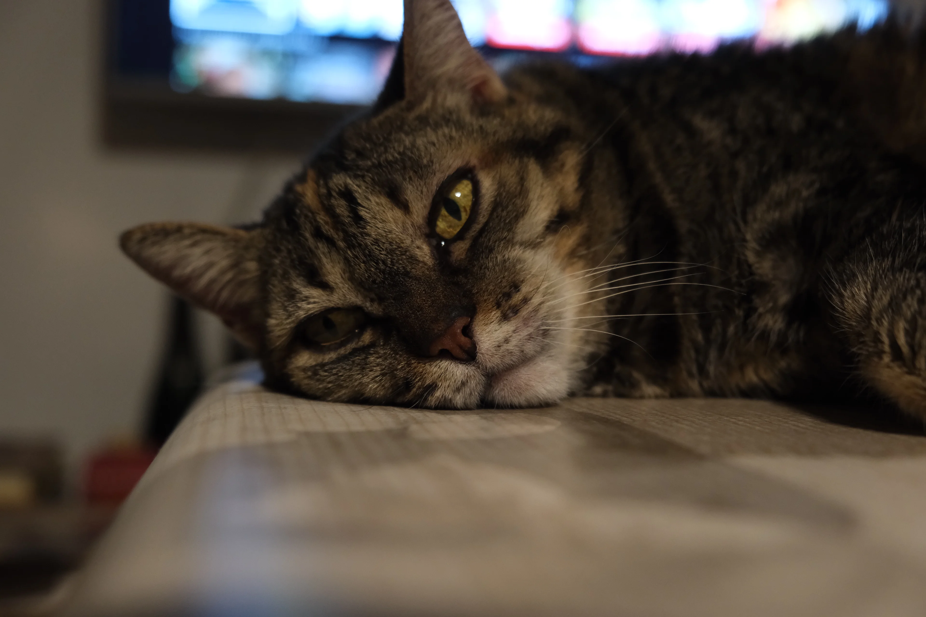 32mm · f/3.6 · 1/25s · ISO 1600
FUJIFILM X-T5 · XF18-55mmF2.8-4 R LM OIS · Dec 28, 2023
Close-up of a sleepy tabby cat resting its head.
Montilla, Spain
© Brandon Cook