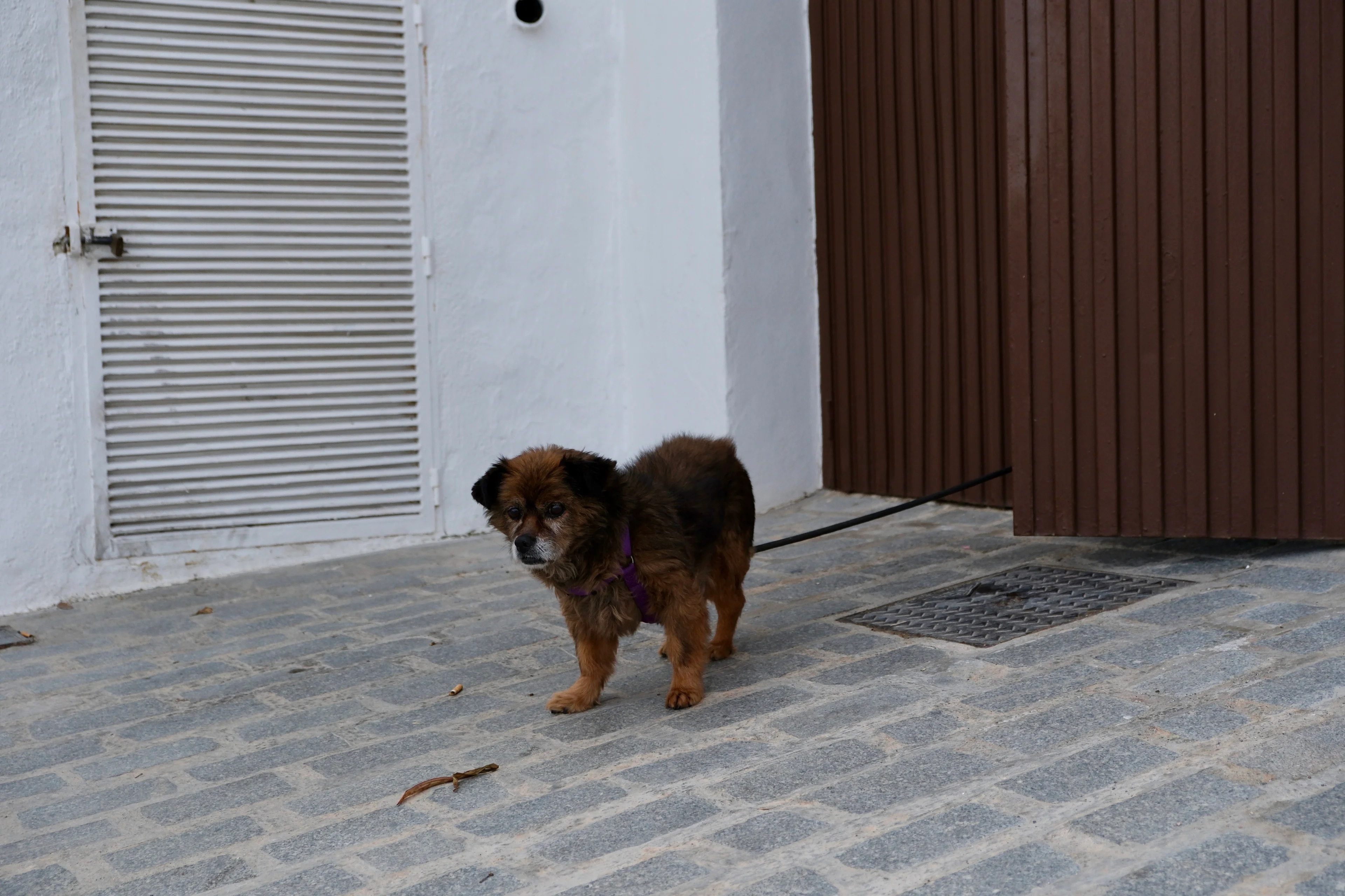 34mm · f/3.6 · 1/2500s · ISO 400
FUJIFILM X-T5 · XF18-55mmF2.8-4 R LM OIS · Dec 31, 2023
Small brown dog on a leash.
Zuheros, Spain
© Brandon Cook