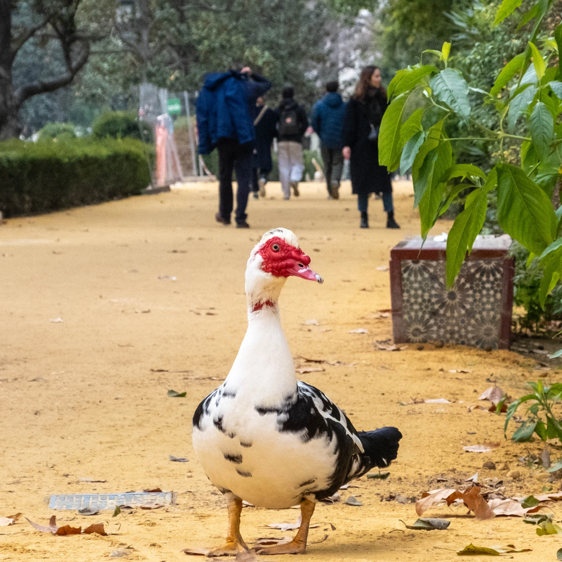 43mm · f/6.4 · 1/800s · ISO 1250
FUJIFILM X-T5 · XF18-55mmF2.8-4 R LM OIS · Dec 29, 2023
Muscovy duck stands on a path with people in background.
Seville, Spain
© Brandon Cook