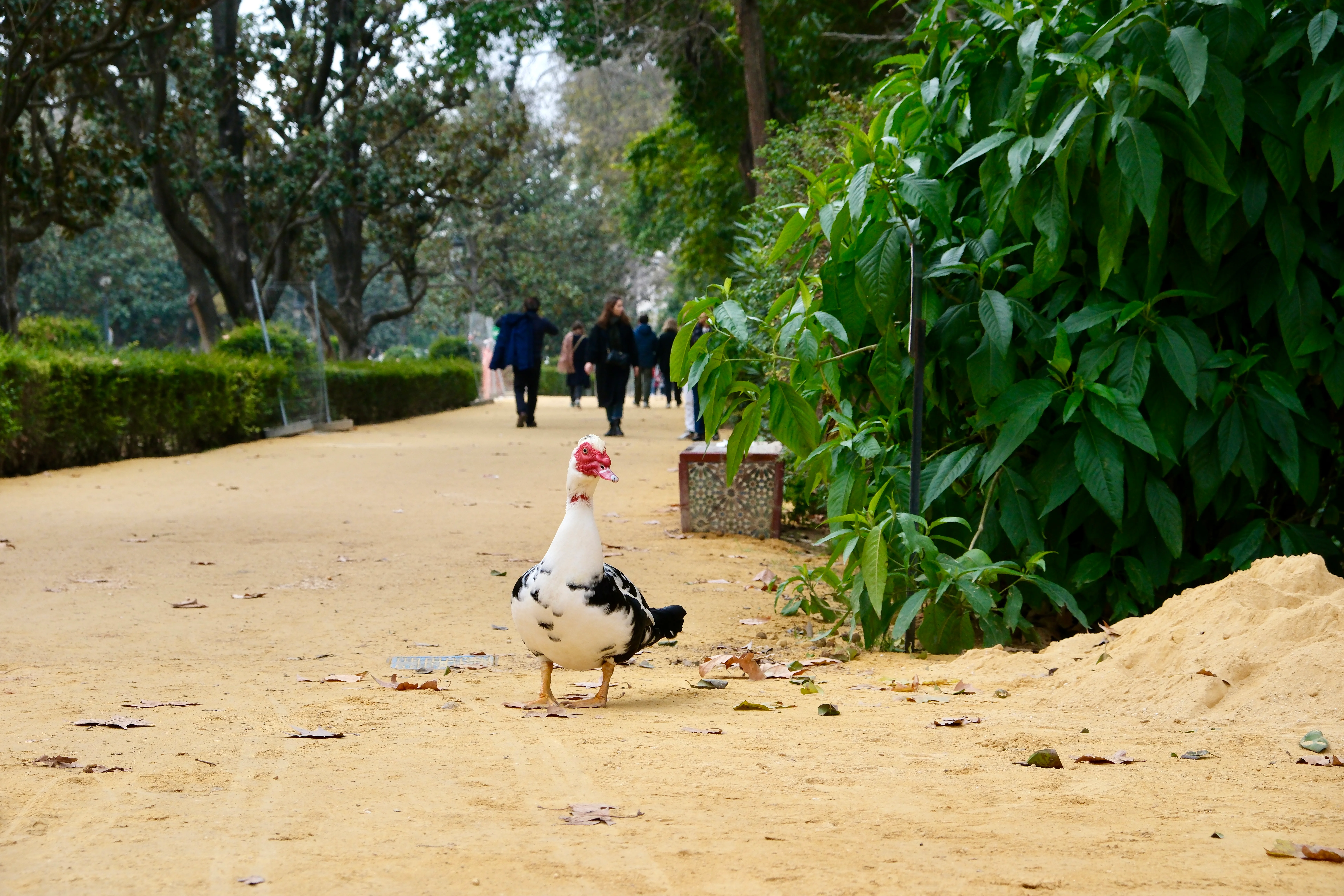 55mm · f/6.4 · 1/800s · ISO 1250
FUJIFILM X-T5 · XF18-55mmF2.8-4 R LM OIS · Dec 29, 2023
A Muscovy duck standing on a sandy path in Seville.
Seville, Spain
© Brandon Cook