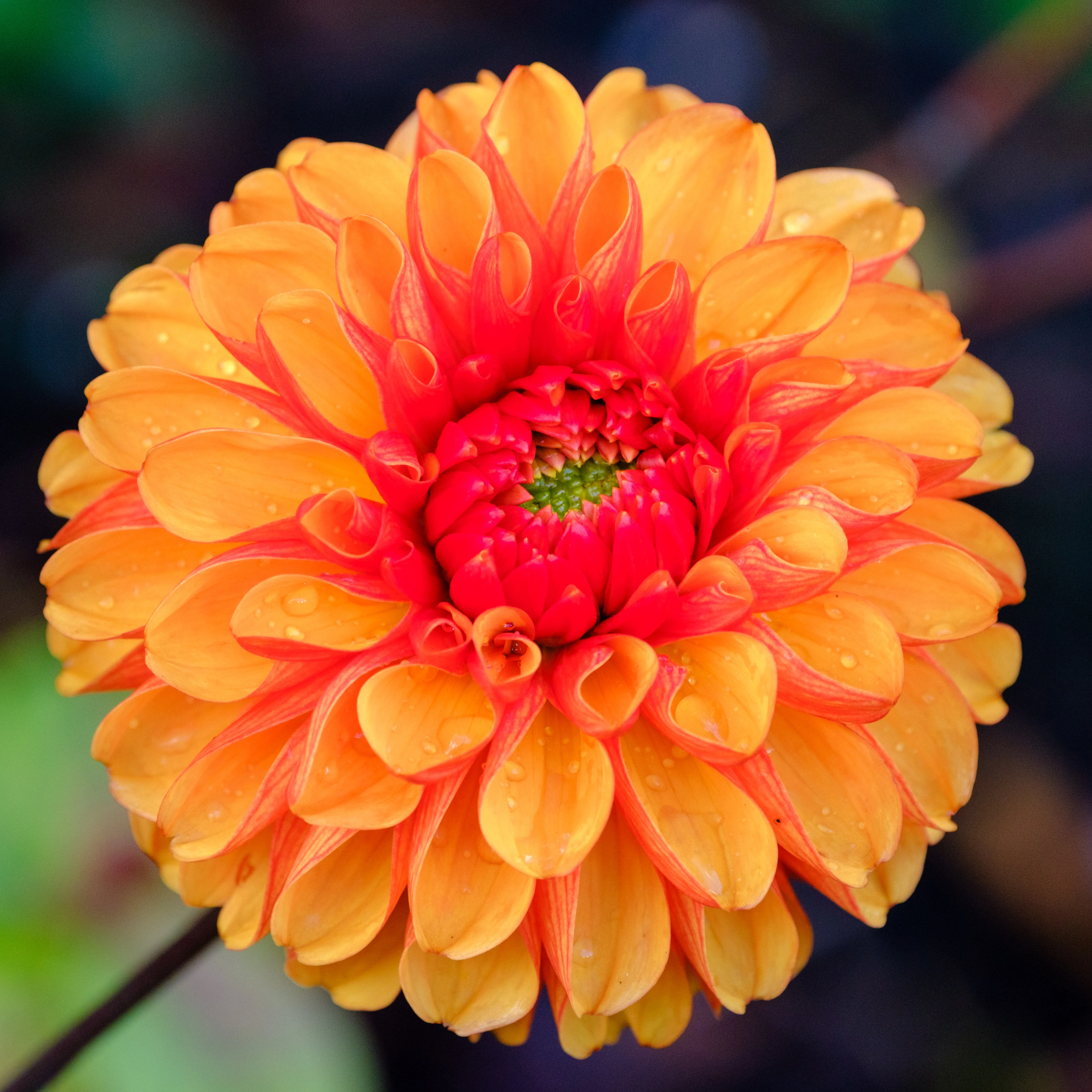 118mm · f/5 · 1/250s · ISO 1250
FUJIFILM X-T5 · XF70-300mmF4-5.6 R LM OIS WR · Oct 11, 2024
Vibrant orange dahlia flower covered in glistening water droplets.
Hortus Botanicus Amsterdam, Netherlands
© Brandon Cook