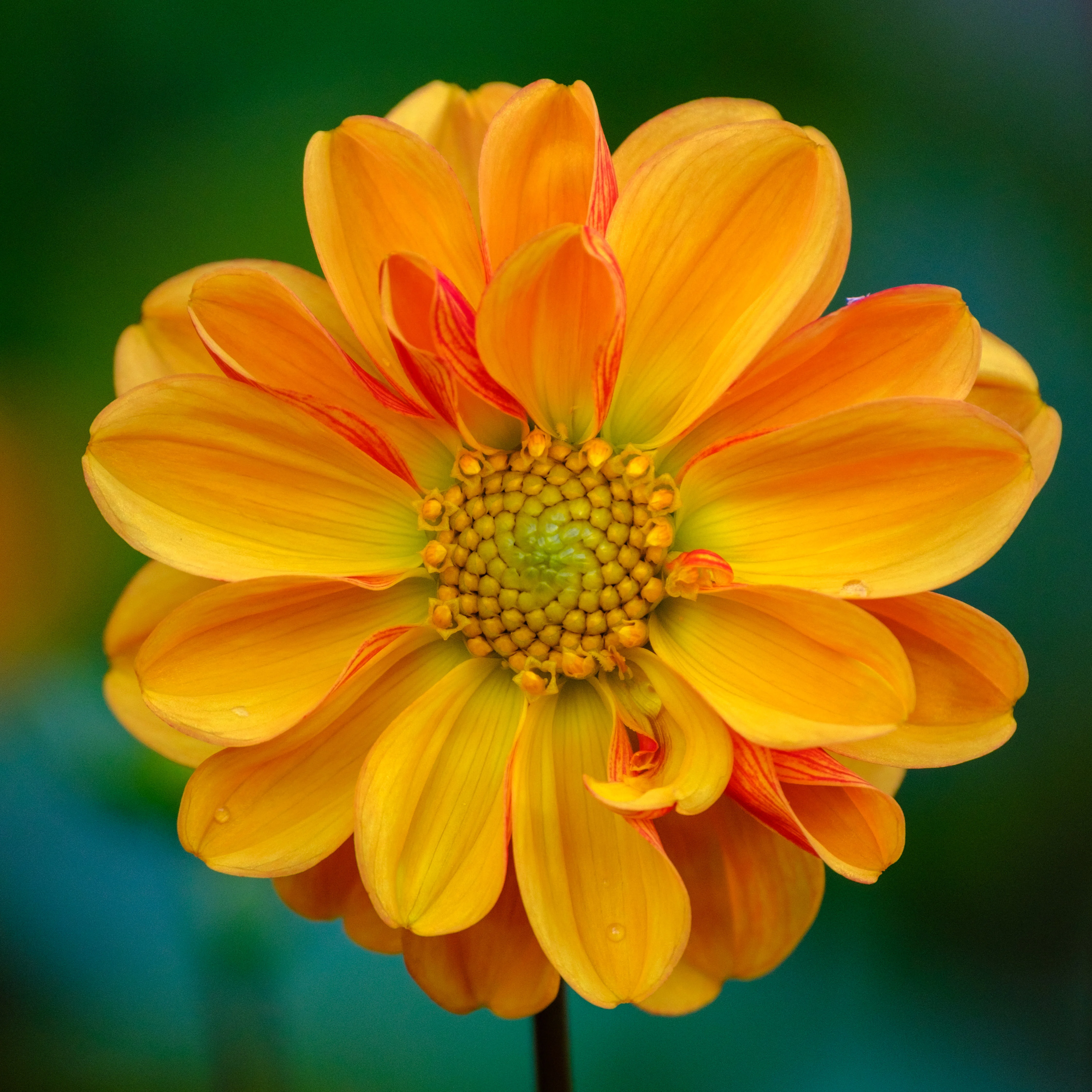 249mm · f/5.6 · 1/250s · ISO 800
FUJIFILM X-T5 · XF70-300mmF4-5.6 R LM OIS WR · Oct 11, 2024
Vibrant orange dahlia flower with a yellow and green center.
Hortus Botanicus Amsterdam, Netherlands
© Brandon Cook