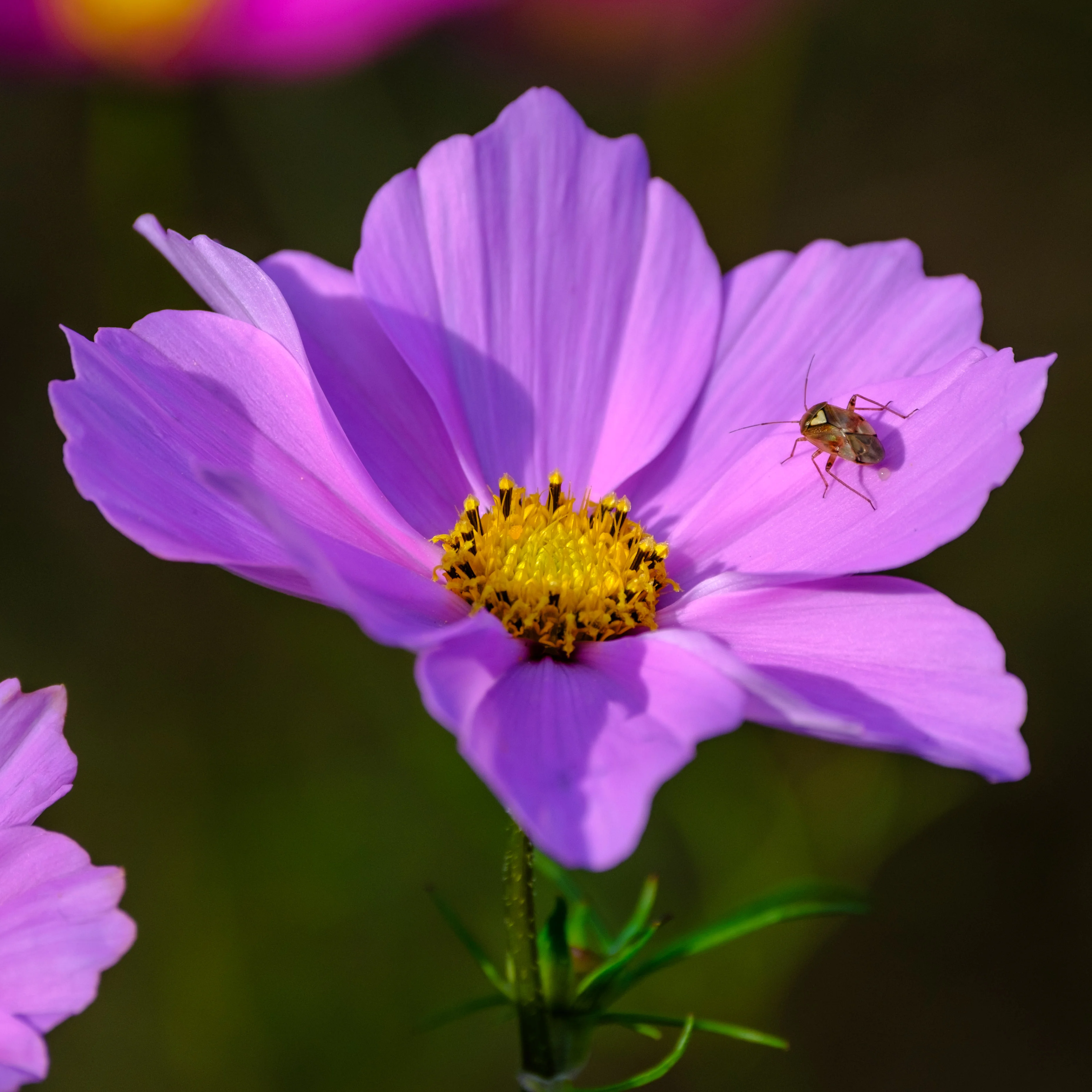 153mm · f/5.6 · 1/250s · ISO 320
FUJIFILM X-T5 · XF70-300mmF4-5.6 R LM OIS WR · Oct 11, 2024
Purple cosmos flower with a small bug on its petal.
Hortus Botanicus Amsterdam, Netherlands
© Brandon Cook