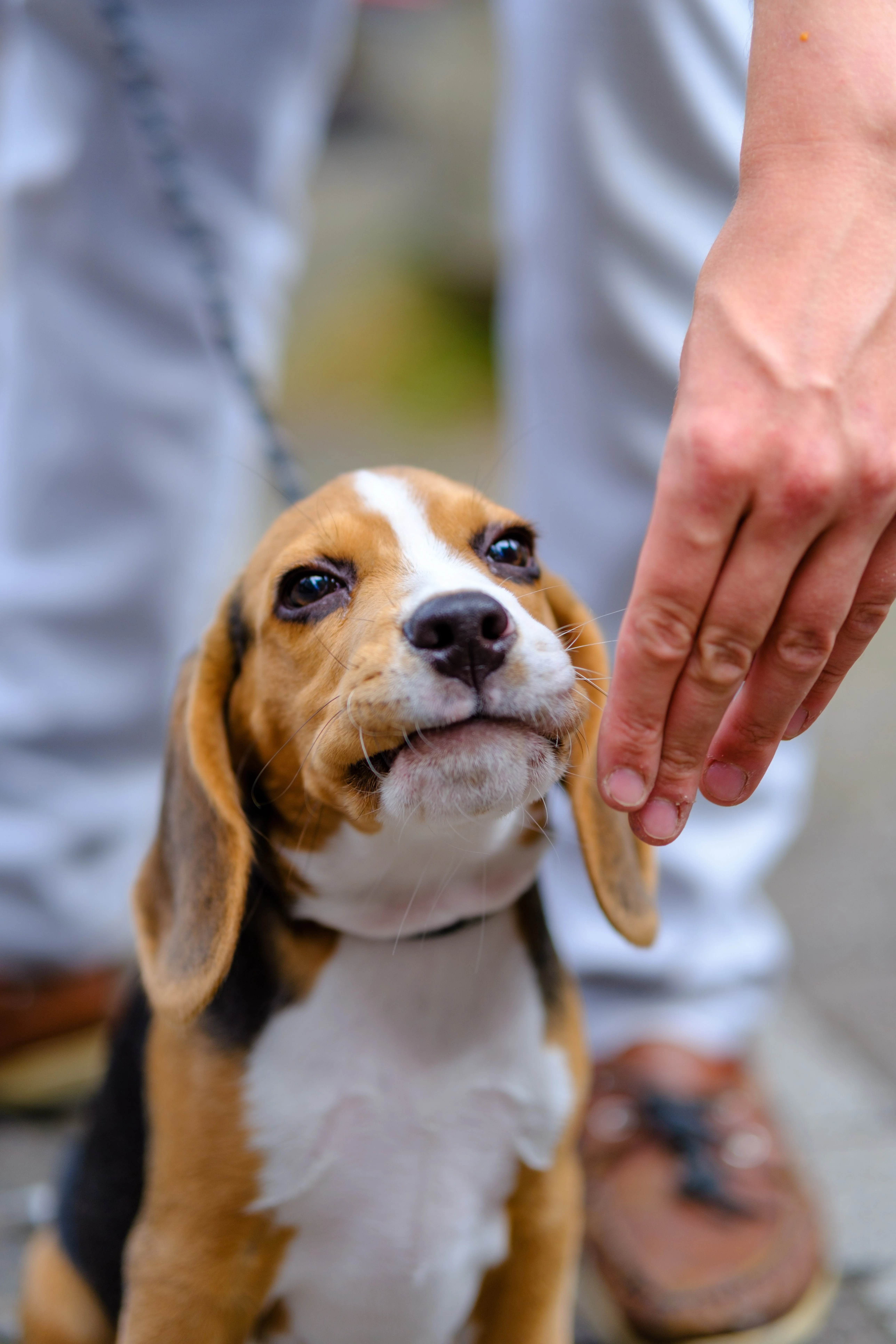 56mm · f/1.4 · 1/850s · ISO 125
FUJIFILM X-T5 · SIGMA 56mm F1.4 DC DN | Contemporary 018 · Aug 9, 2024
A beagle puppy looking up at a person's hand.
Amsterdam, Netherlands
© Brandon Cook