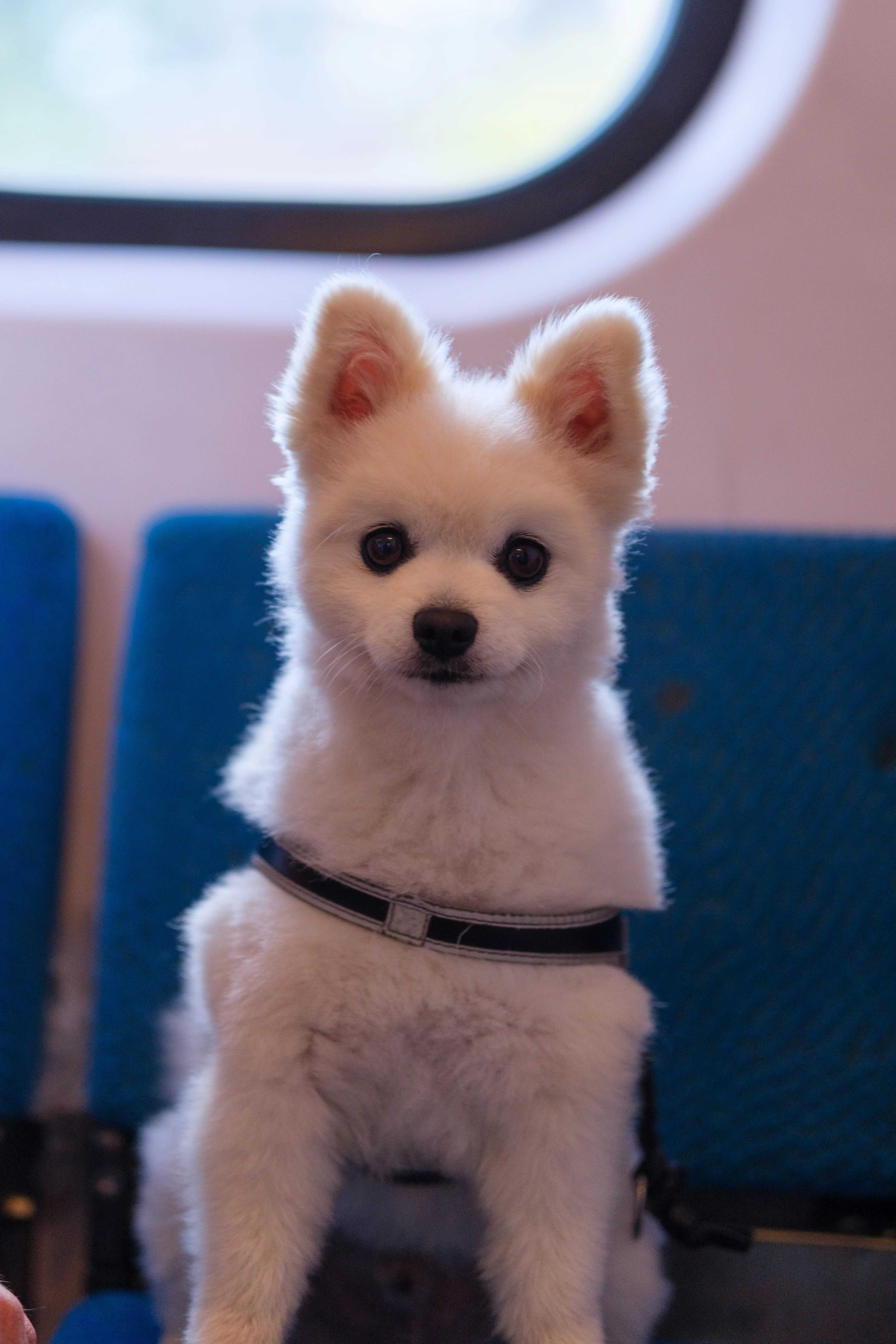 56mm · f/1.4 · 1/125s · ISO 500
FUJIFILM X-T5 · SIGMA 56mm F1.4 DC DN | Contemporary 018 · Sep 7, 2024
Small fluffy white dog in harness sitting on blue seat.
Artis Zoo, Netherlands
© Brandon Cook