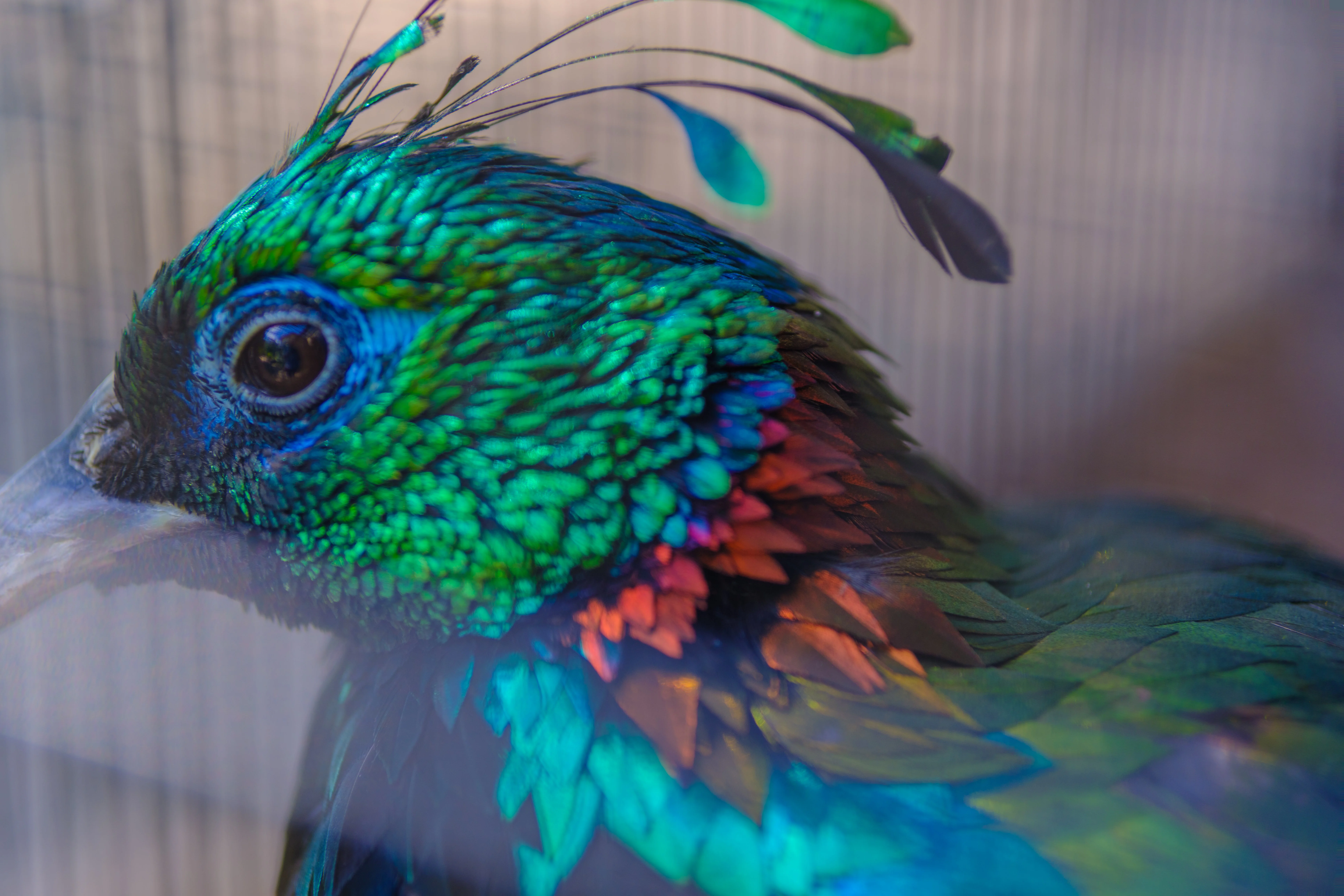 56mm · f/1.4 · 1/150s · ISO 125
FUJIFILM X-T5 · SIGMA 56mm F1.4 DC DN | Contemporary 018 · Aug 10, 2024
Close-up of a bird with colorful, iridescent feathers and crest.
© Brandon Cook