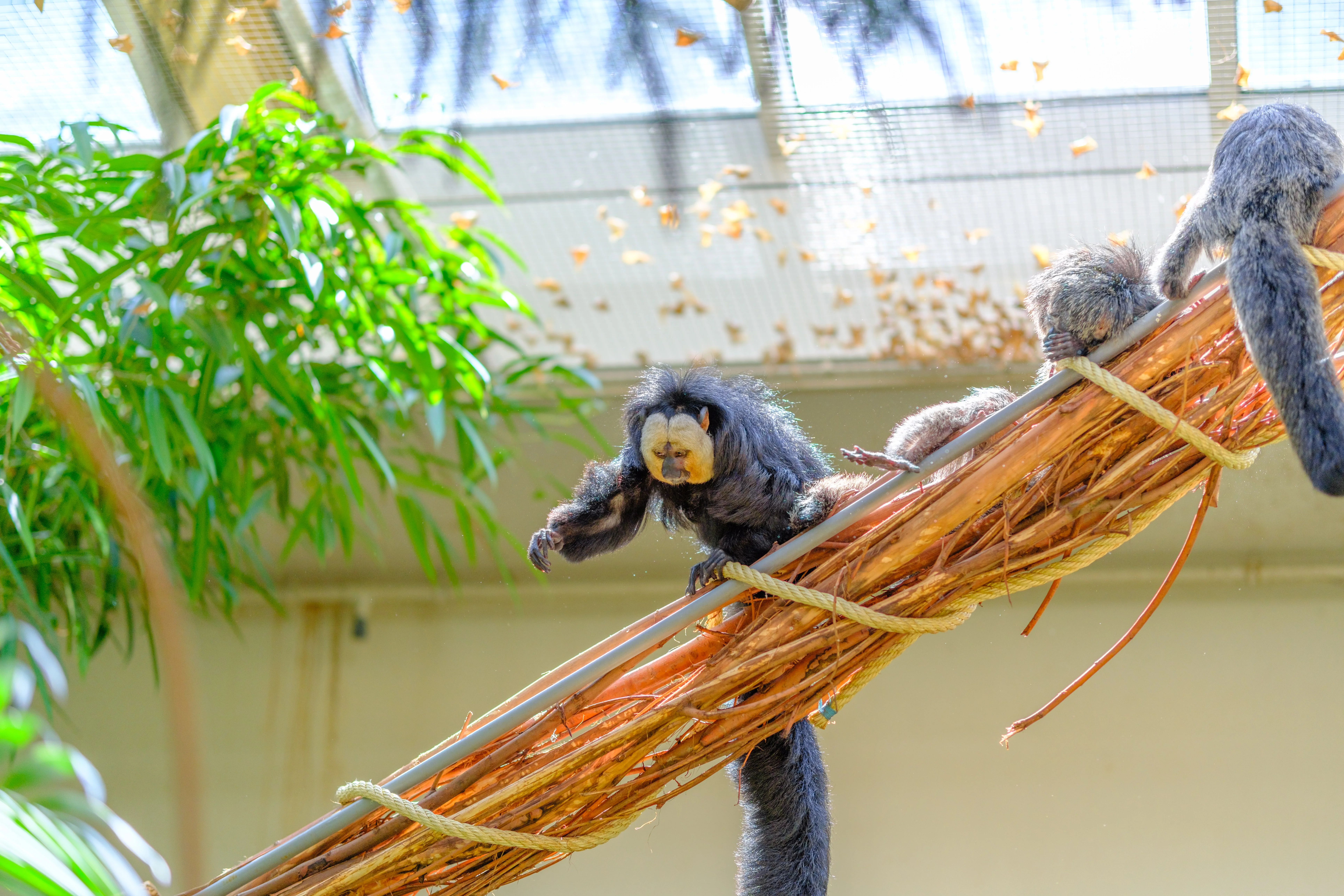 56mm · f/1.4 · 1/800s · ISO 125
FUJIFILM X-T5 · SIGMA 56mm F1.4 DC DN | Contemporary 018 · Aug 10, 2024
White-faced saki monkeys climbing on a large branch bundle.
Artis Zoo, Netherlands
© Brandon Cook