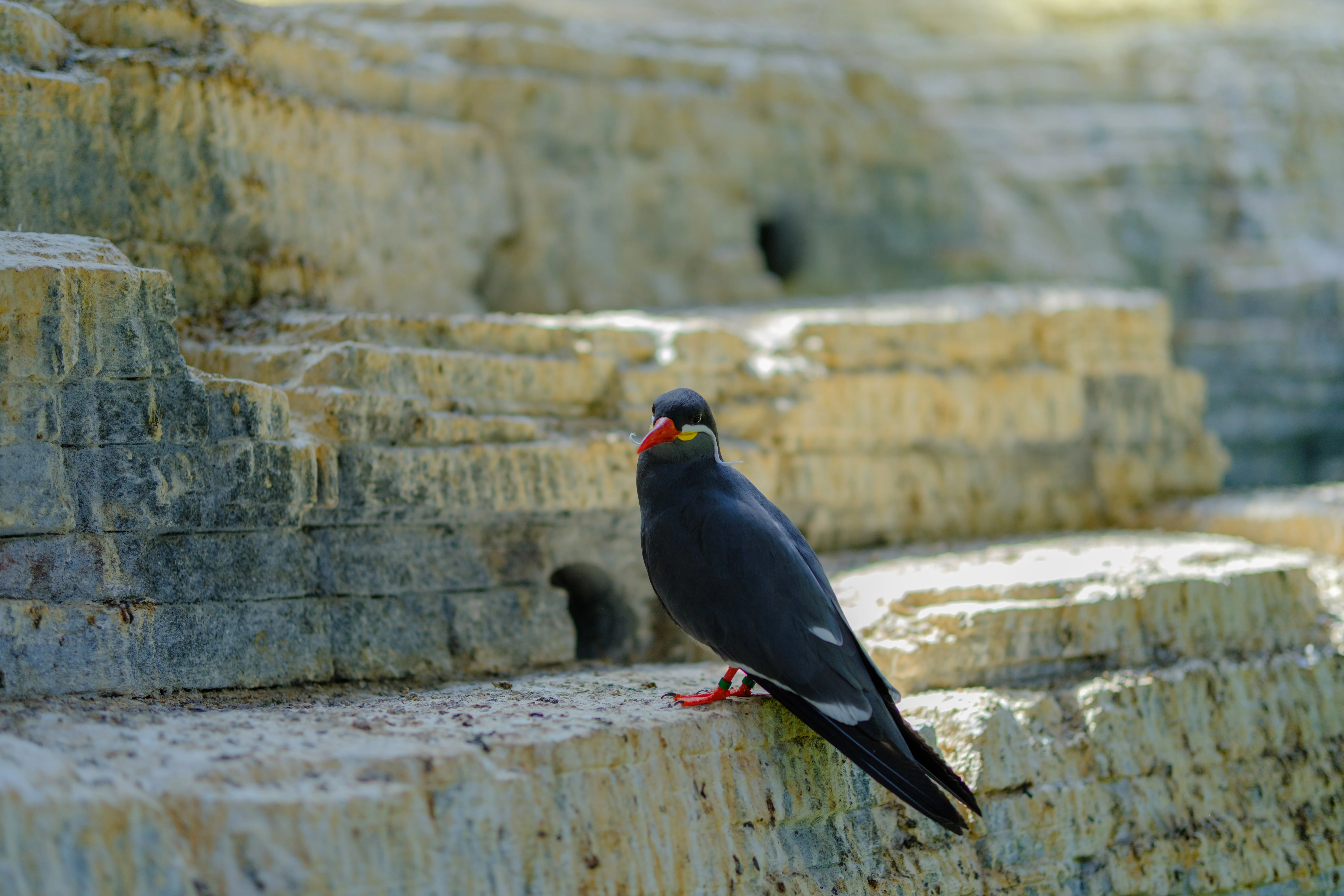 56mm · f/1.4 · 1/680s · ISO 125
FUJIFILM X-T5 · SIGMA 56mm F1.4 DC DN | Contemporary 018 · Aug 10, 2024
Inca tern perched on light-colored rock ledges.
Artis Zoo, Netherlands
© Brandon Cook