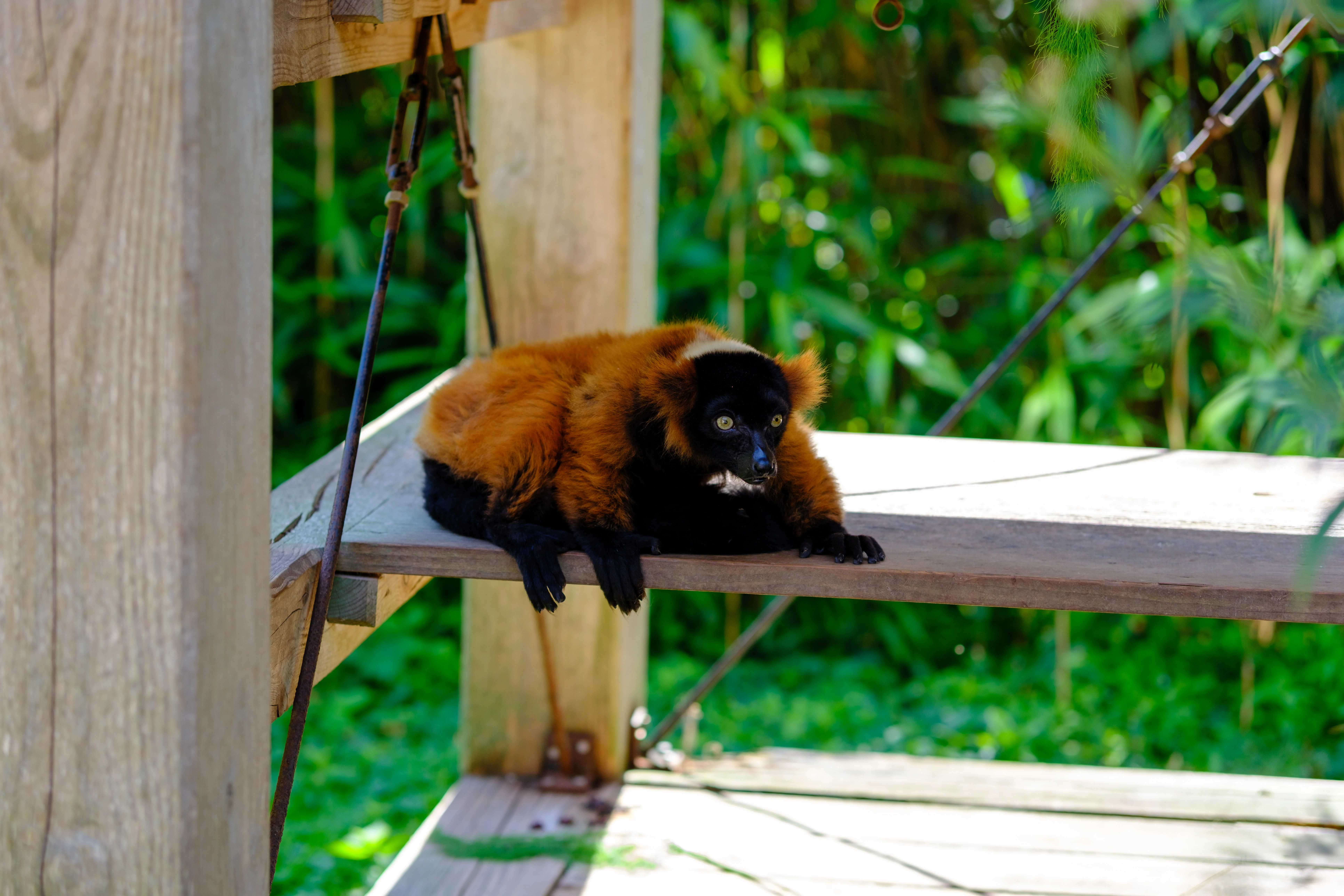 56mm · f/2 · 1/500s · ISO 125
FUJIFILM X-T5 · SIGMA 56mm F1.4 DC DN | Contemporary 018 · Aug 10, 2024
Red ruffed lemur sitting on a wooden platform.
Artis Zoo, Netherlands
© Brandon Cook
