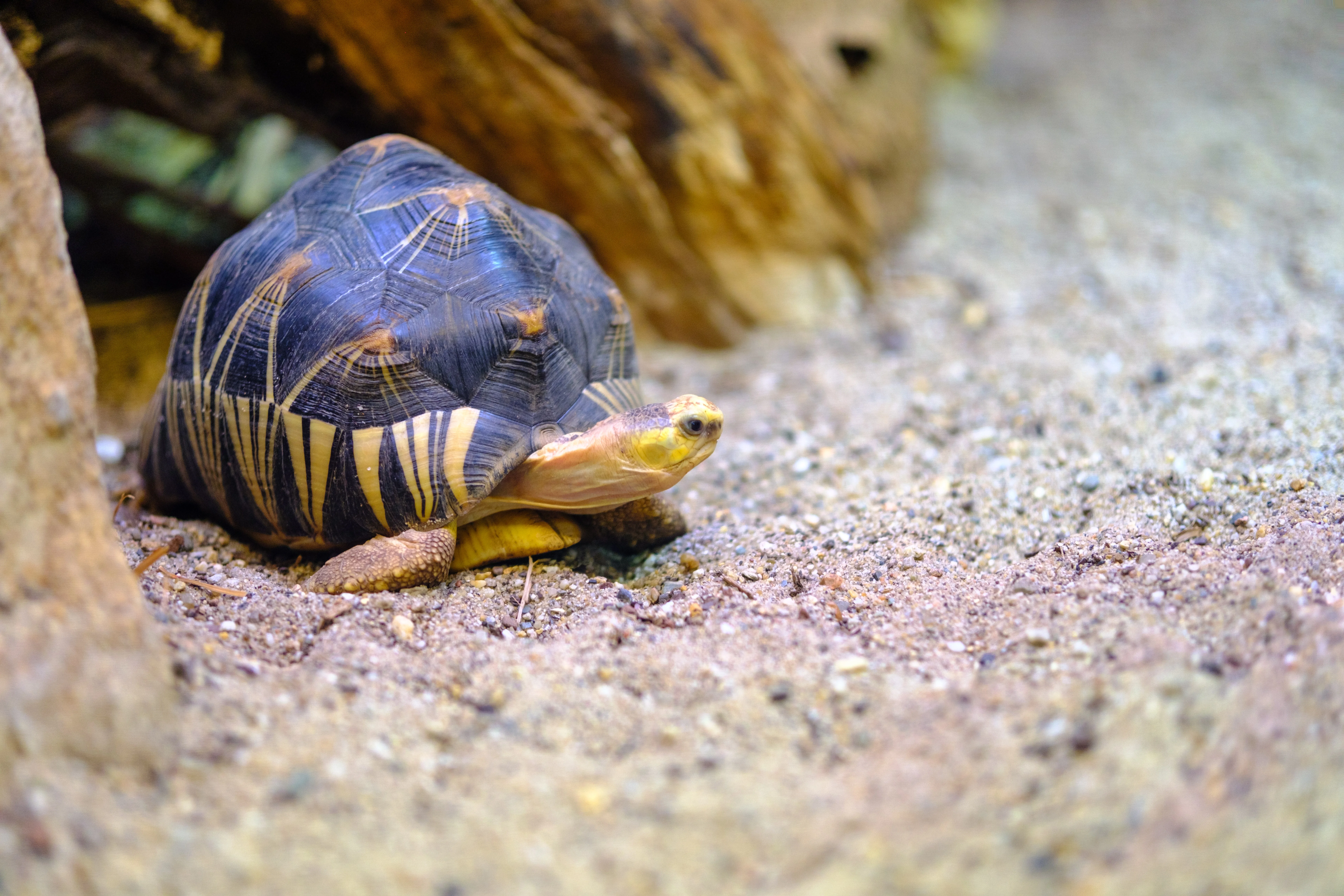 56mm · f/1.4 · 1/125s · ISO 320
FUJIFILM X-T5 · SIGMA 56mm F1.4 DC DN | Contemporary 018 · Aug 10, 2024
Radiated tortoise with a patterned shell resting on sand.
Artis Zoo, Netherlands
© Brandon Cook