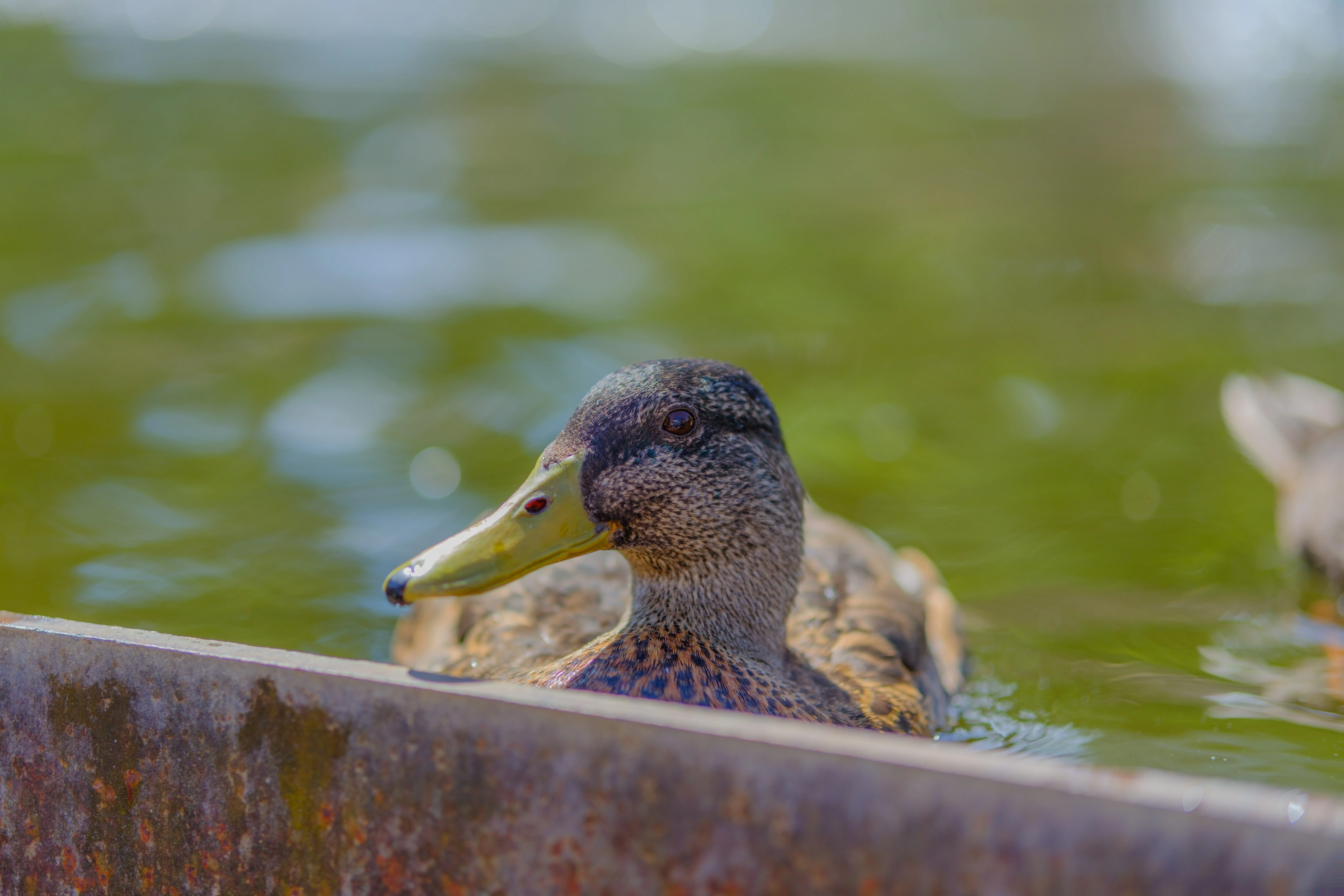 56mm · f/1.4 · 1/2700s · ISO 125
FUJIFILM X-T5 · SIGMA 56mm F1.4 DC DN | Contemporary 018 · Aug 10, 2024
A duck swimming in water behind a rusty metal ledge.
Artis Zoo, Netherlands
© Brandon Cook