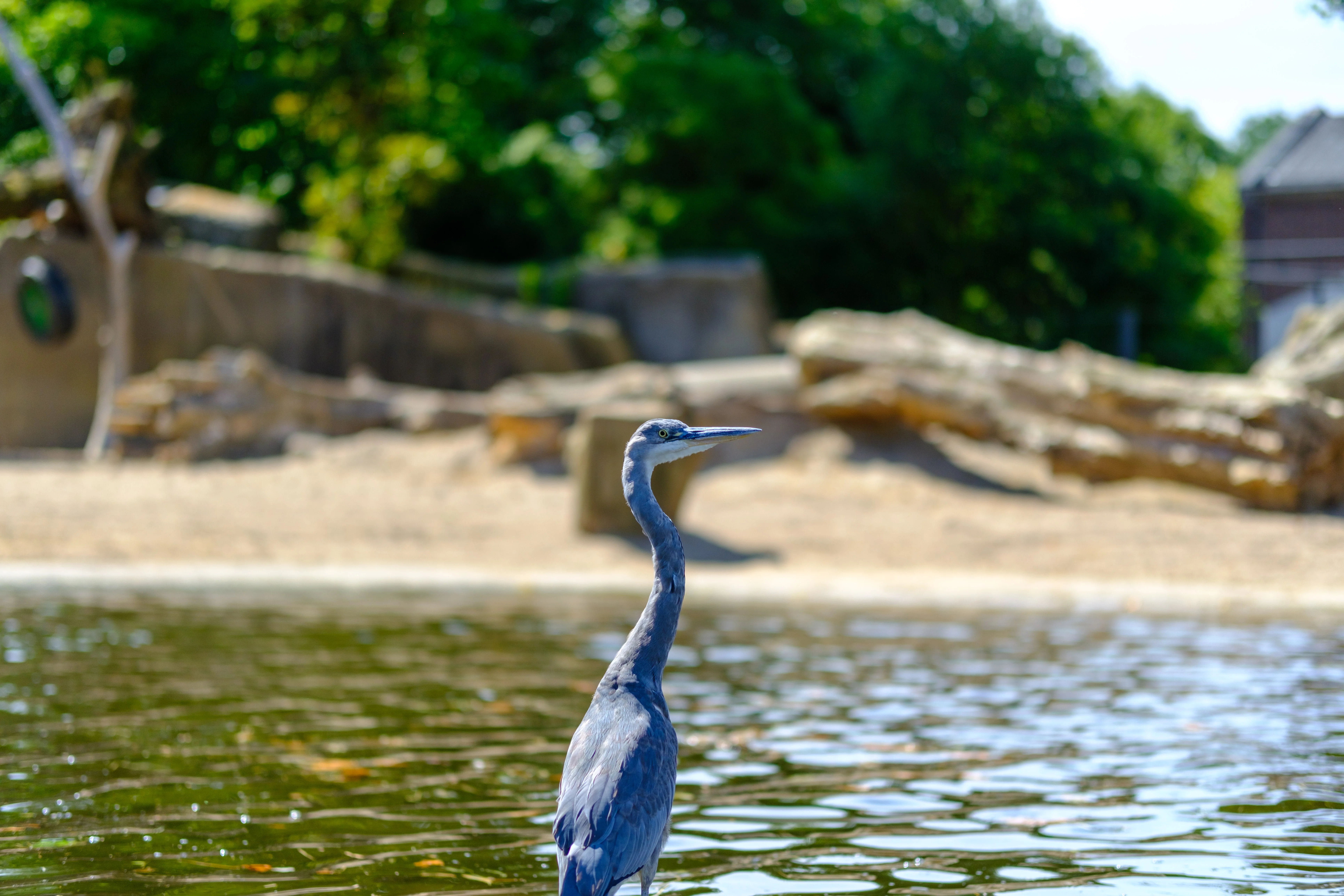 56mm · f/1.4 · 1/4700s · ISO 125
FUJIFILM X-T5 · SIGMA 56mm F1.4 DC DN | Contemporary 018 · Aug 10, 2024
Grey heron standing in water with trees in the background.
Artis Zoo, Netherlands
© Brandon Cook