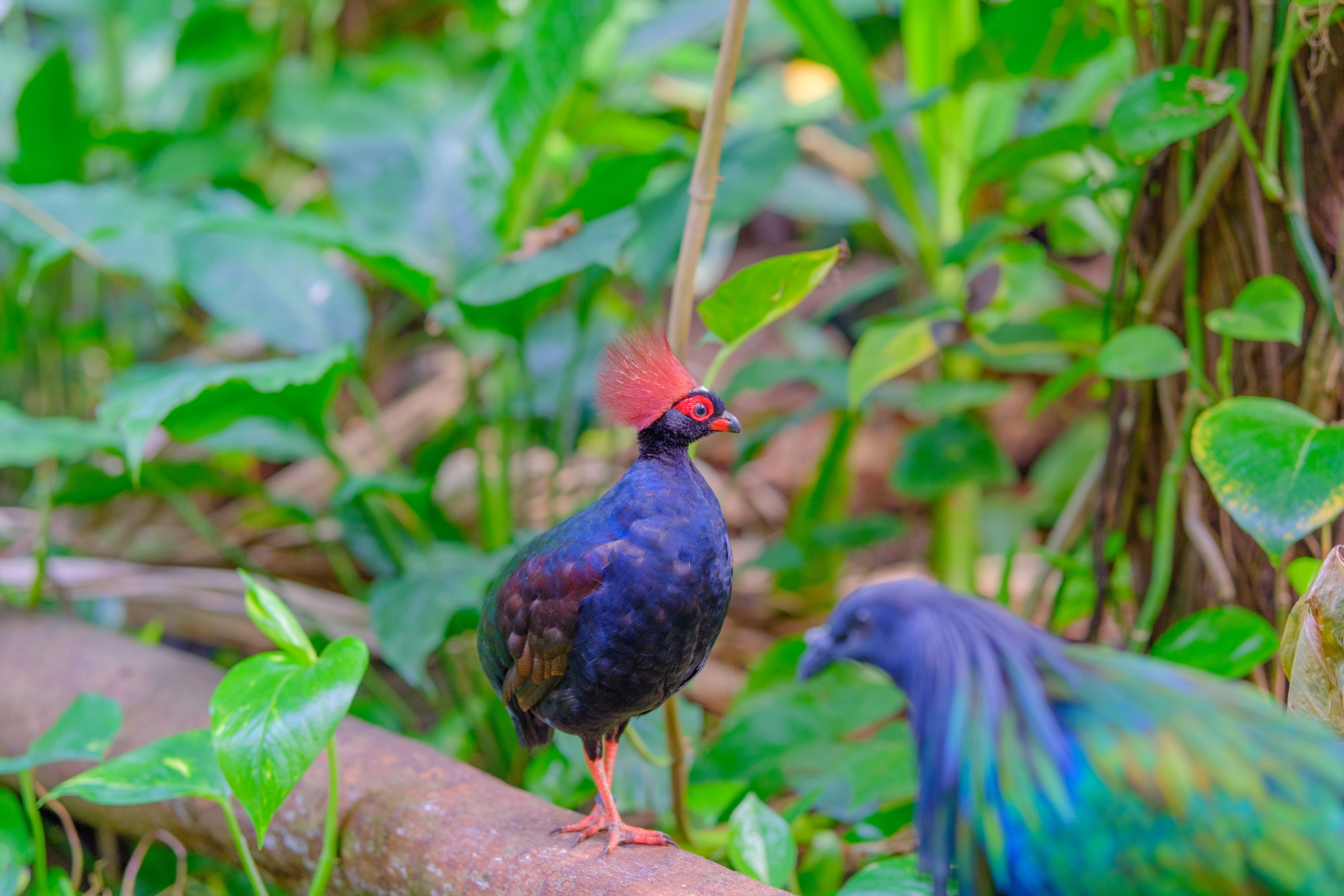 56mm · f/2.2 · 1/100s · ISO 800
FUJIFILM X-T5 · SIGMA 56mm F1.4 DC DN | Contemporary 018 · Aug 10, 2024
Crested partridge with red crown perched in lush forest.
Artis Zoo, Netherlands
© Brandon Cook