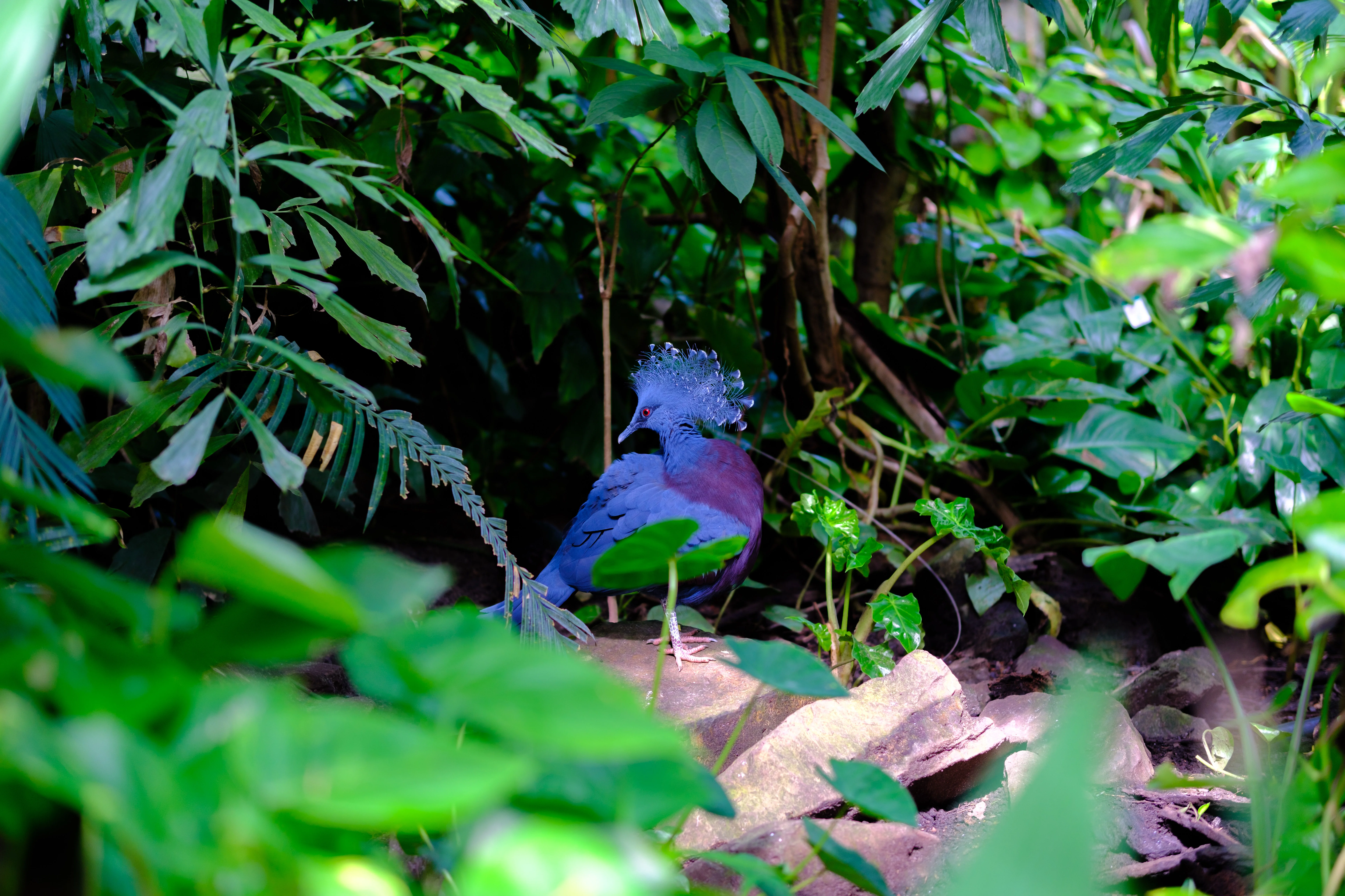 56mm · f/1.4 · 1/125s · ISO 160
FUJIFILM X-T5 · SIGMA 56mm F1.4 DC DN | Contemporary 018 · Aug 10, 2024
Vibrant blue Victoria crowned pigeon standing amidst lush green foliage.
Artis Zoo, Netherlands
© Brandon Cook