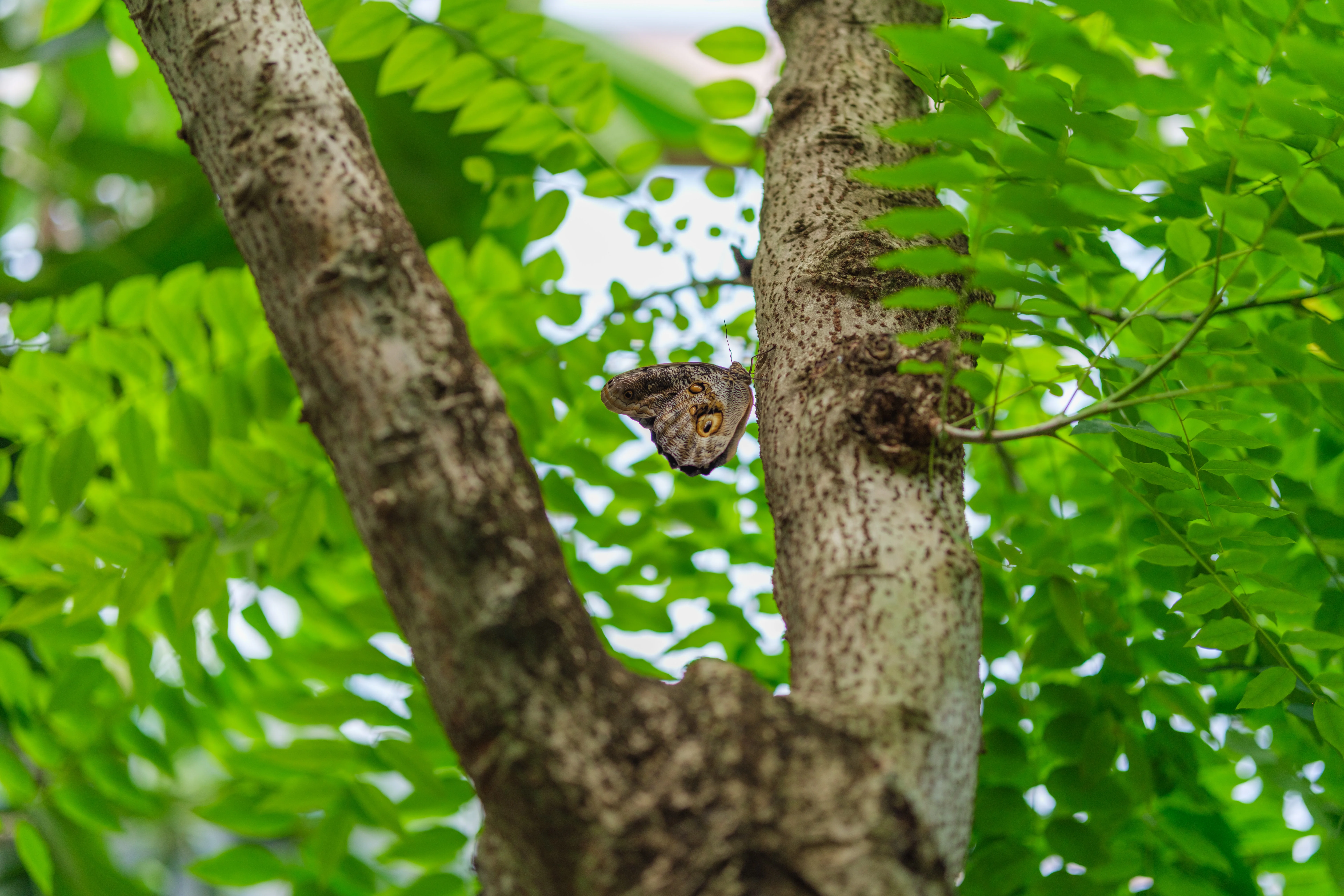 56mm · f/1.4 · 1/550s · ISO 125
FUJIFILM X-T5 · SIGMA 56mm F1.4 DC DN | Contemporary 018 · Aug 10, 2024
Camouflaged butterfly resting on a tree trunk among green leaves.
Artis Zoo, Netherlands
© Brandon Cook