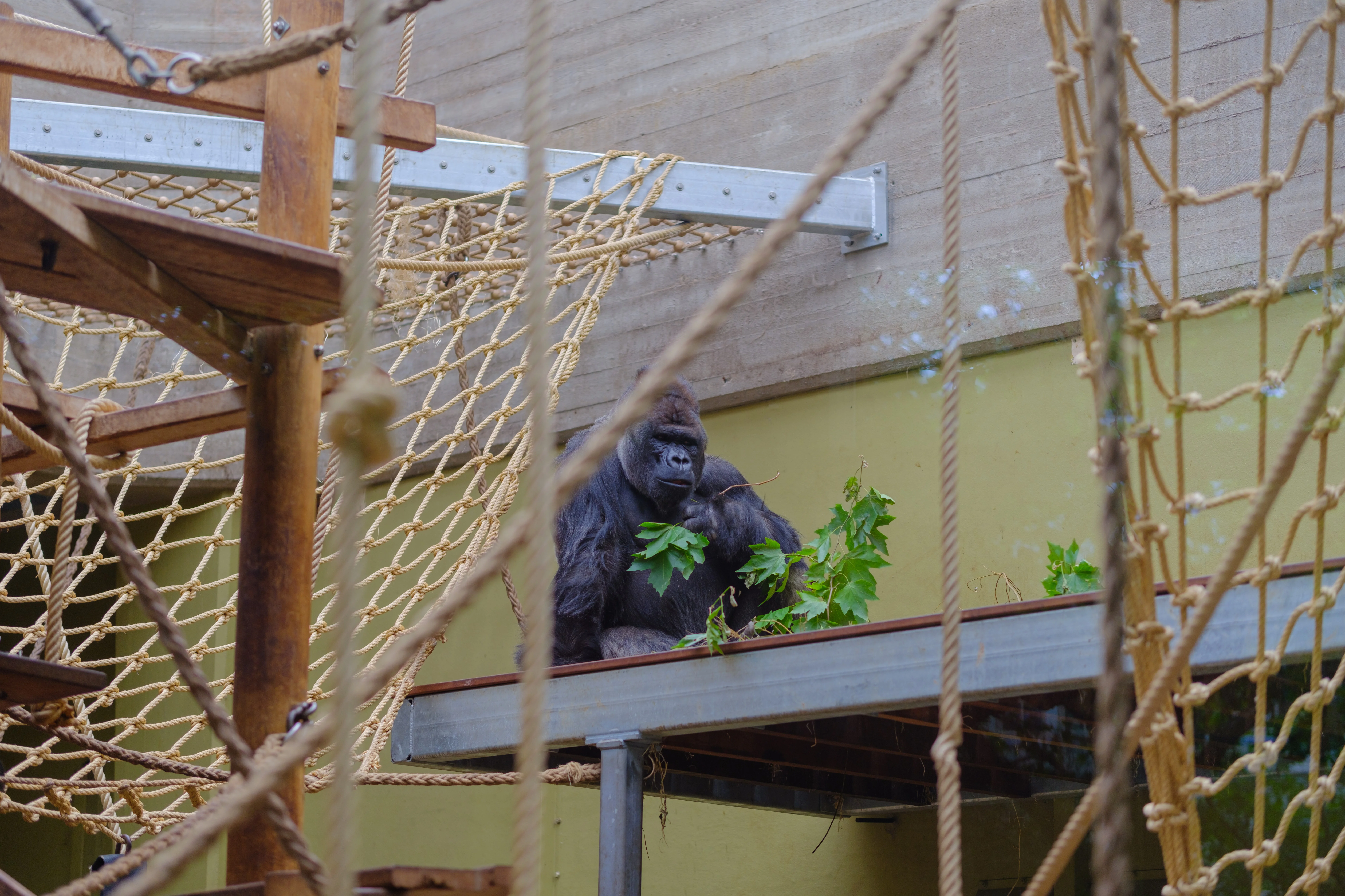 56mm · f/1.4 · 1/160s · ISO 125
FUJIFILM X-T5 · SIGMA 56mm F1.4 DC DN | Contemporary 018 · Aug 10, 2024
A gorilla sitting on a platform eating green leaves.
Artis Zoo, Netherlands
© Brandon Cook