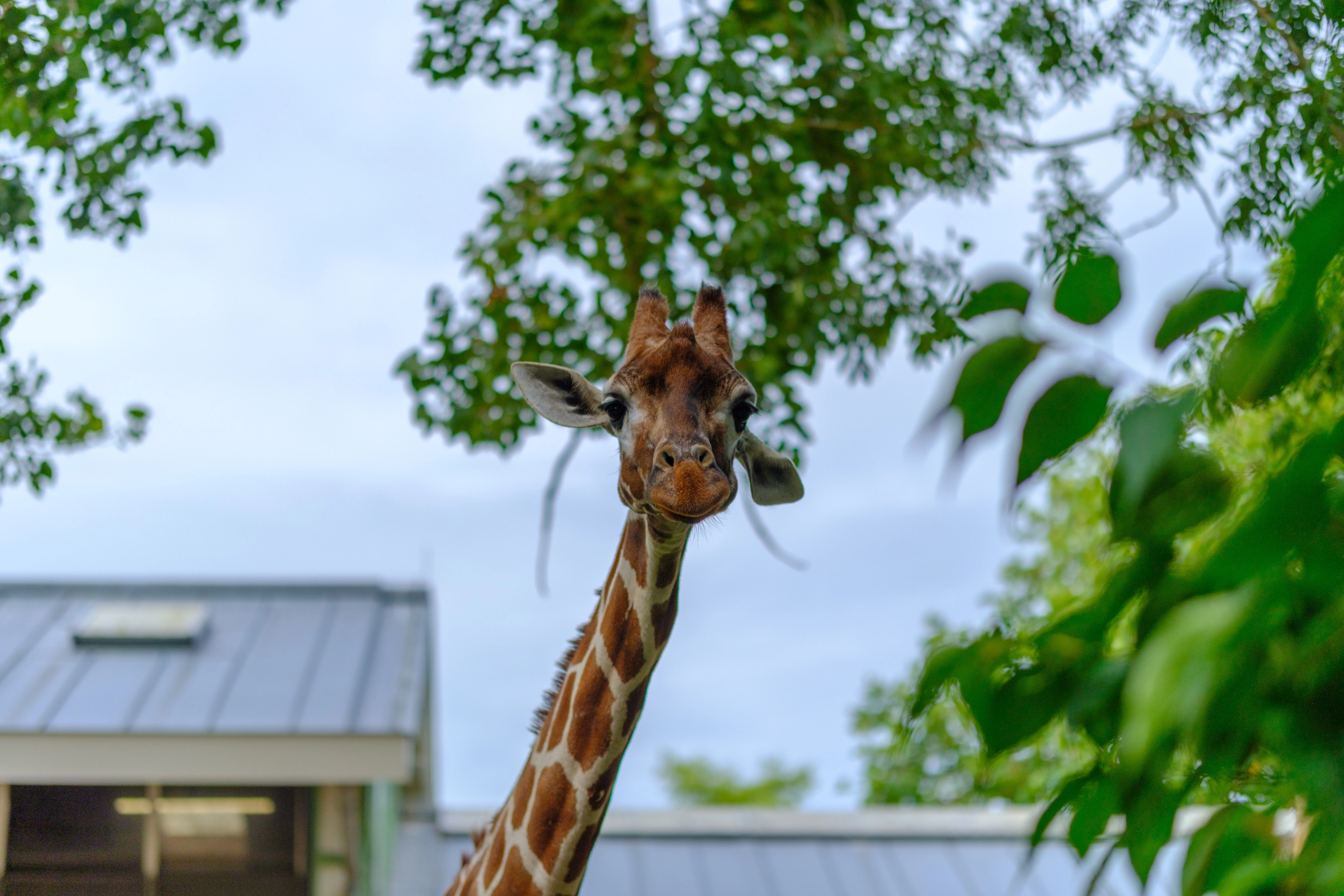 56mm · f/1.4 · 1/8000s · ISO 125
FUJIFILM X-T5 · SIGMA 56mm F1.4 DC DN | Contemporary 018 · Aug 10, 2024
Close-up of a giraffe looking directly at the camera.
Artis Zoo, Netherlands
© Brandon Cook