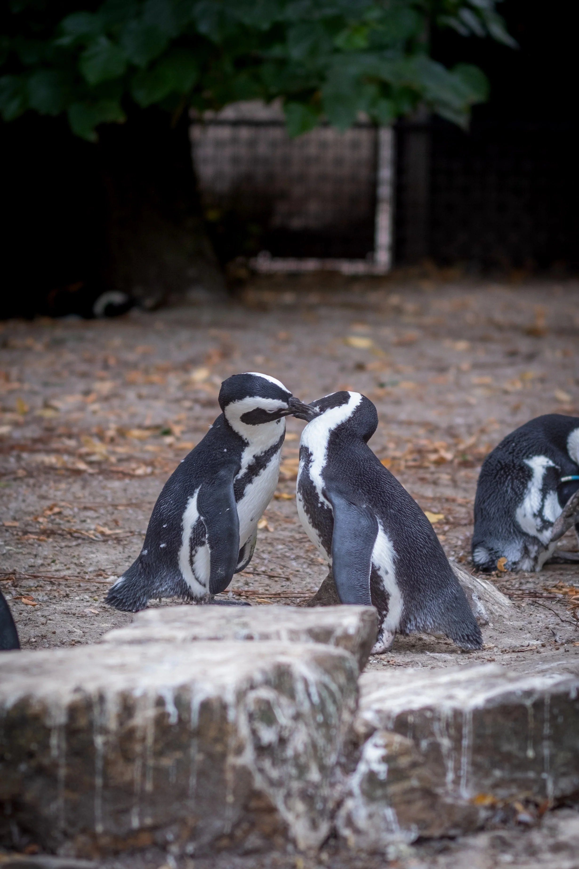 56mm · f/1.4 · 1/320s · ISO 125
FUJIFILM X-T5 · SIGMA 56mm F1.4 DC DN | Contemporary 018 · Aug 10, 2024
Two penguins touching beaks in an affectionate pose.
Artis Zoo, Netherlands
© Brandon Cook