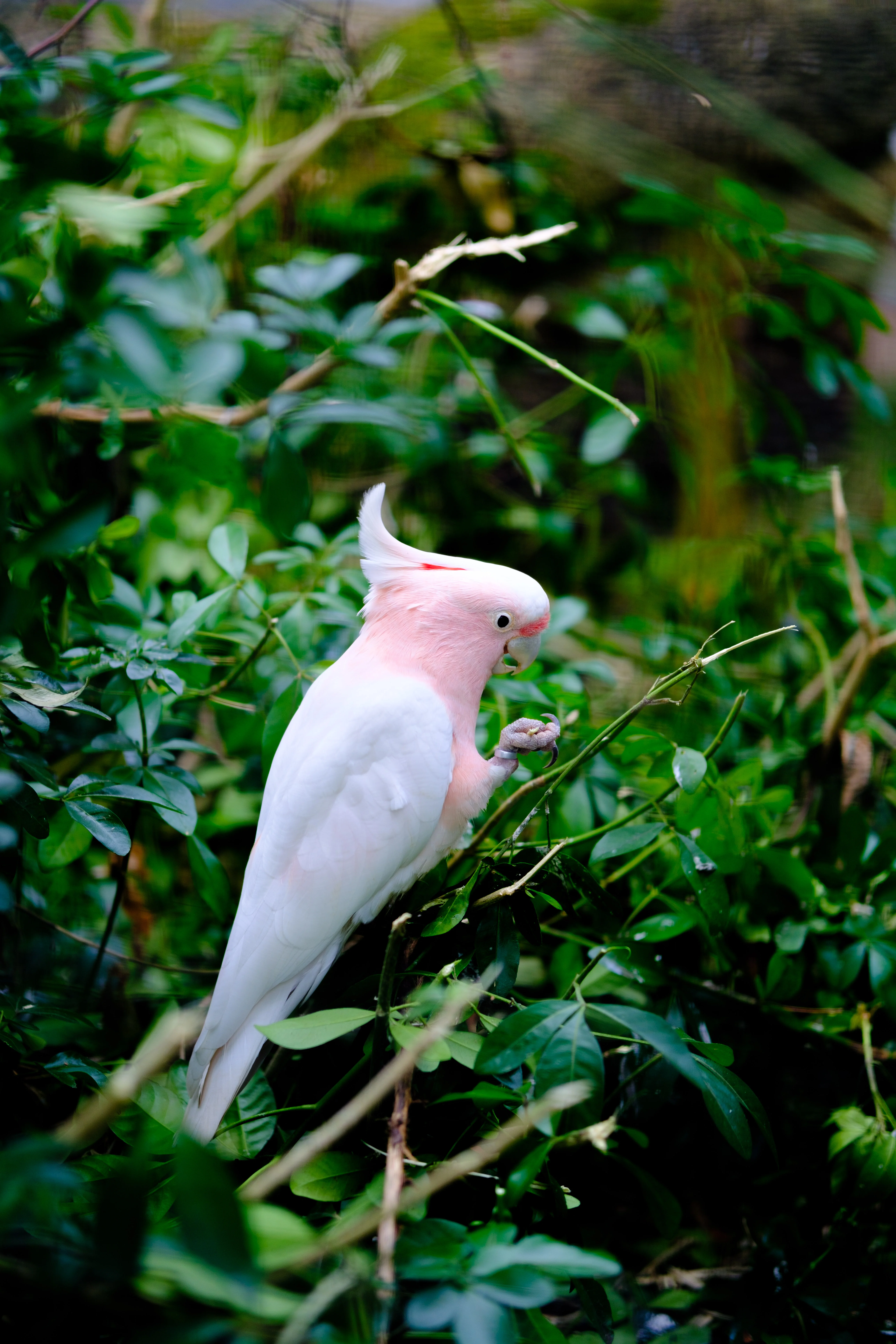 56mm · f/1.4 · 1/680s · ISO 125
FUJIFILM X-T5 · SIGMA 56mm F1.4 DC DN | Contemporary 018 · Aug 10, 2024
A pink and white cockatoo perched amidst lush green foliage.
Artis Zoo, Netherlands
© Brandon Cook