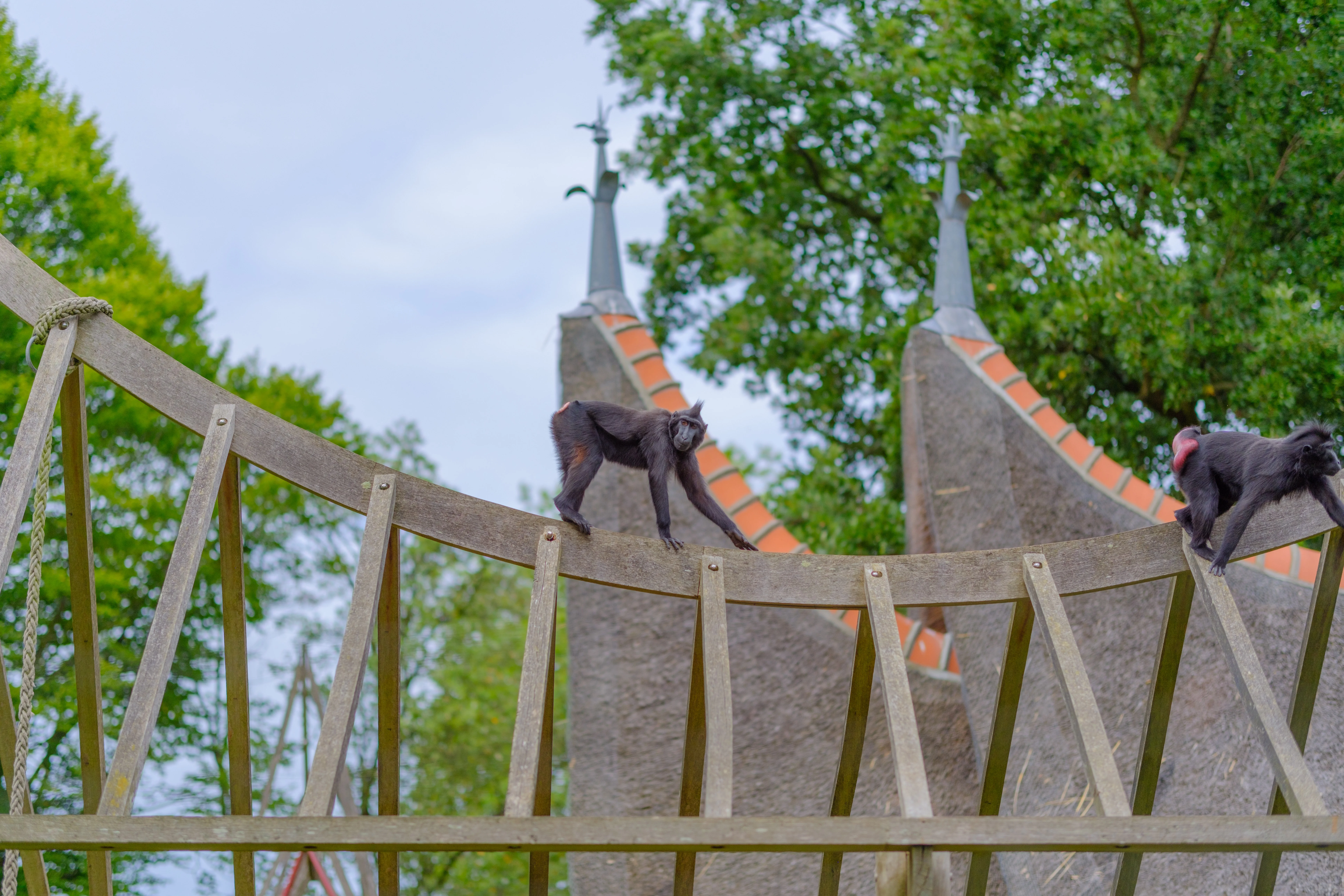 56mm · f/1.4 · 1/3800s · ISO 125
FUJIFILM X-T5 · SIGMA 56mm F1.4 DC DN | Contemporary 018 · Aug 10, 2024
Two black monkeys walking across a curved wooden bridge.
Artis Zoo, Netherlands
© Brandon Cook