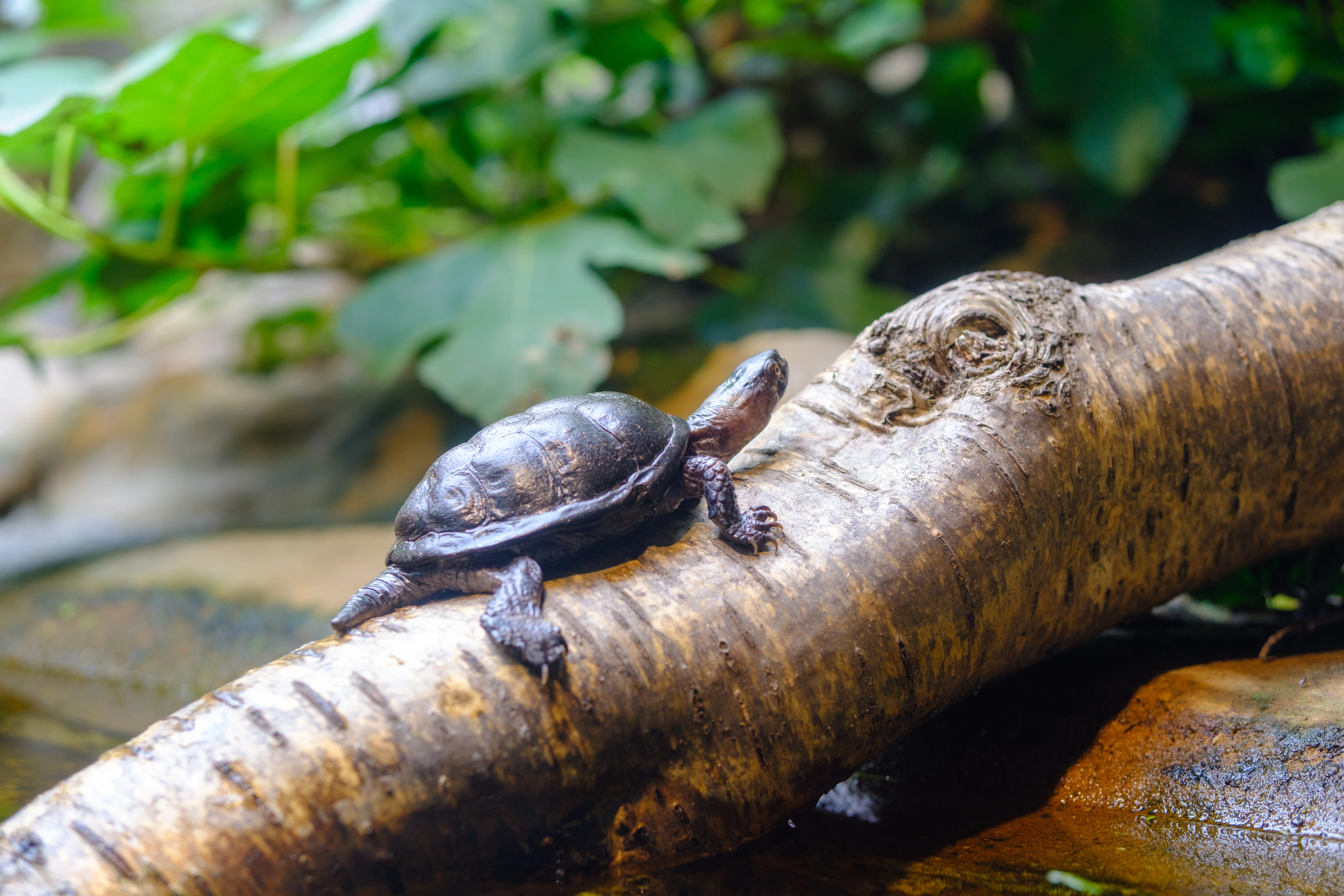 56mm · f/2.2 · 1/125s · ISO 320
FUJIFILM X-T5 · SIGMA 56mm F1.4 DC DN | Contemporary 018 · Aug 10, 2024
Small turtle basking on a log near green leafy plants.
Artis Zoo, Netherlands
© Brandon Cook