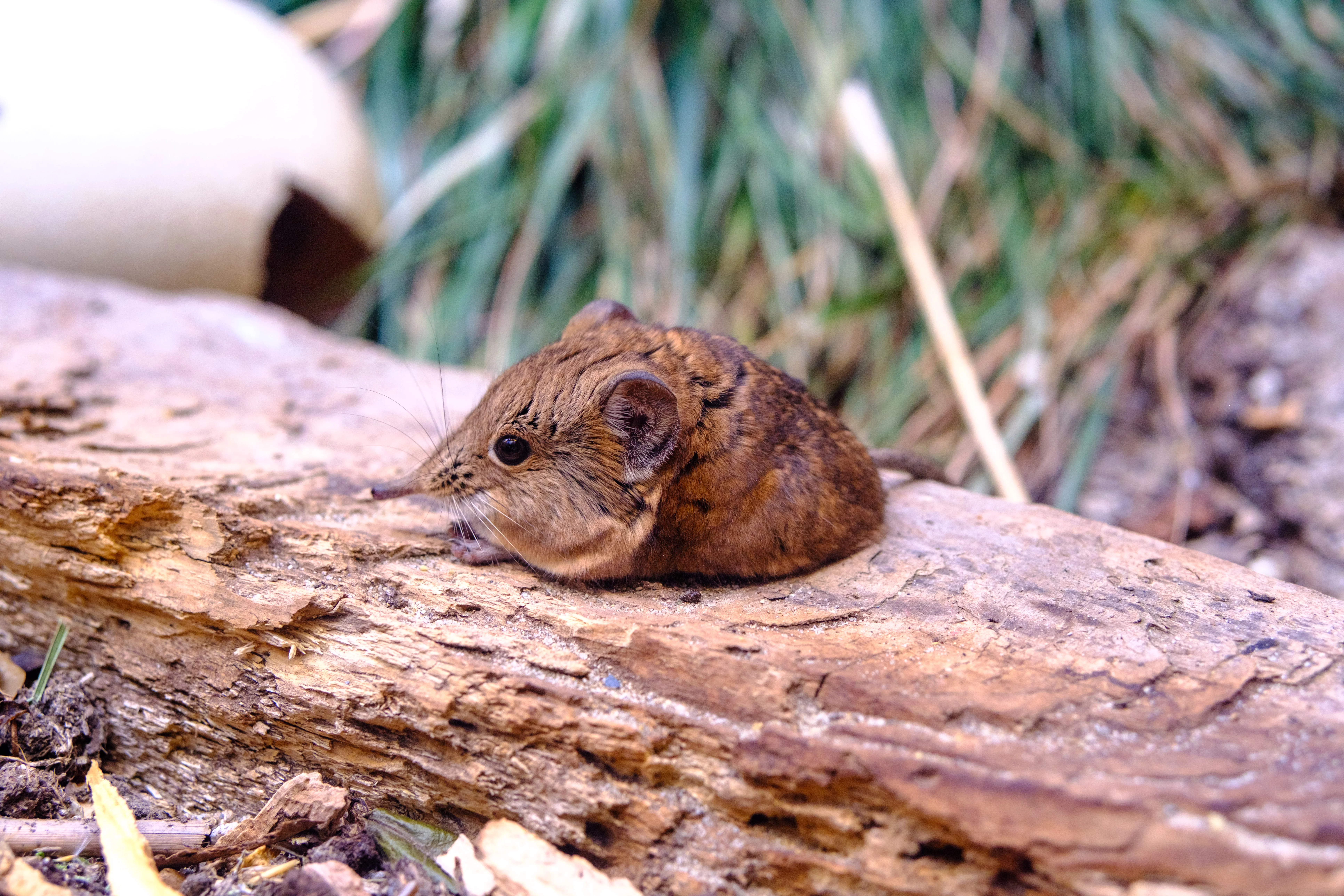 56mm · f/3.2 · 1/90s · ISO 800
FUJIFILM X-T5 · SIGMA 56mm F1.4 DC DN | Contemporary 018 · Aug 10, 2024
A small brown elephant shrew resting on a wooden log.
Artis Zoo, Netherlands
© Brandon Cook