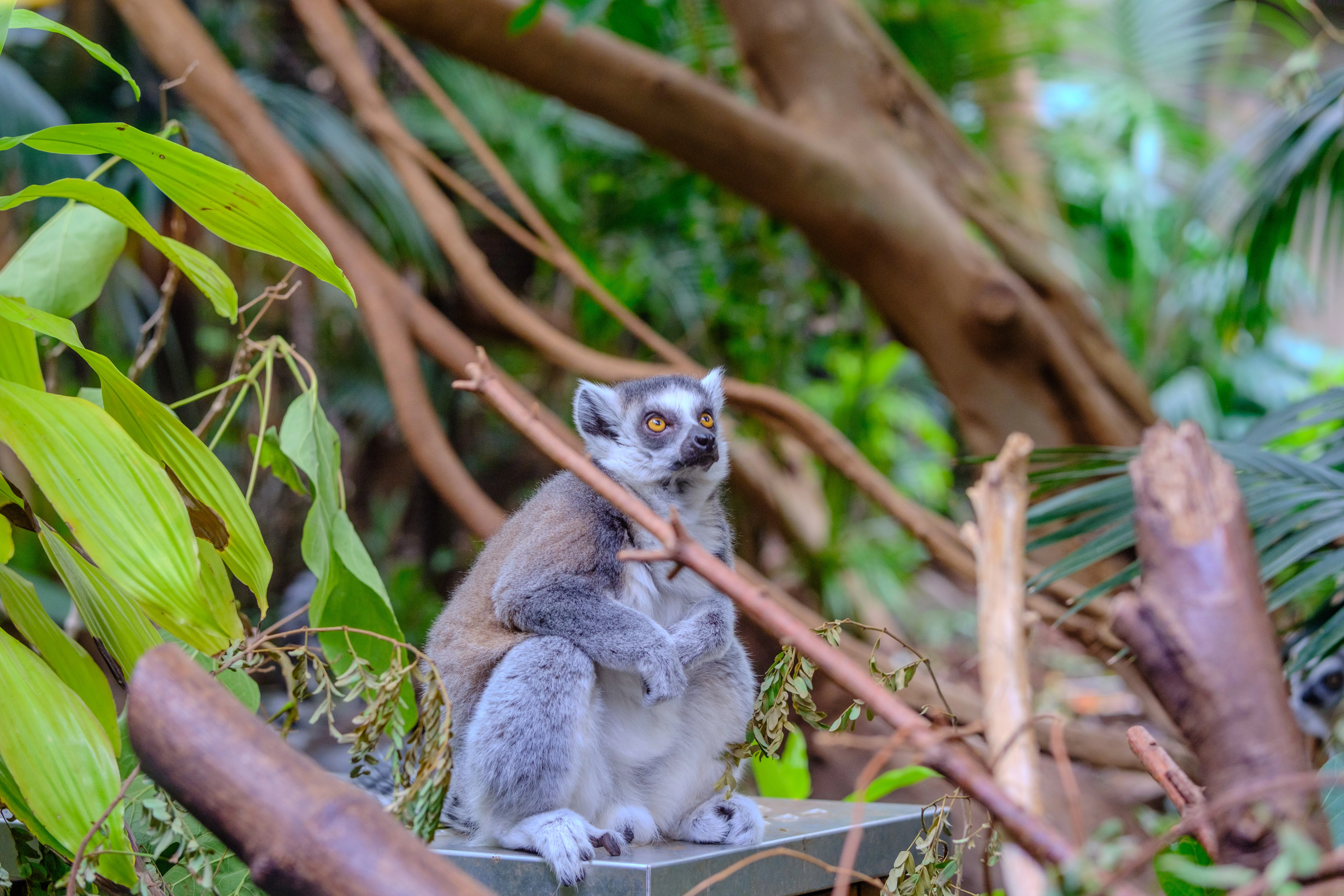 56mm · f/2.8 · 1/105s · ISO 800
FUJIFILM X-T5 · SIGMA 56mm F1.4 DC DN | Contemporary 018 · Aug 10, 2024
Ring-tailed lemur sits on a platform among lush tropical foliage.
Artis Zoo, Netherlands
© Brandon Cook