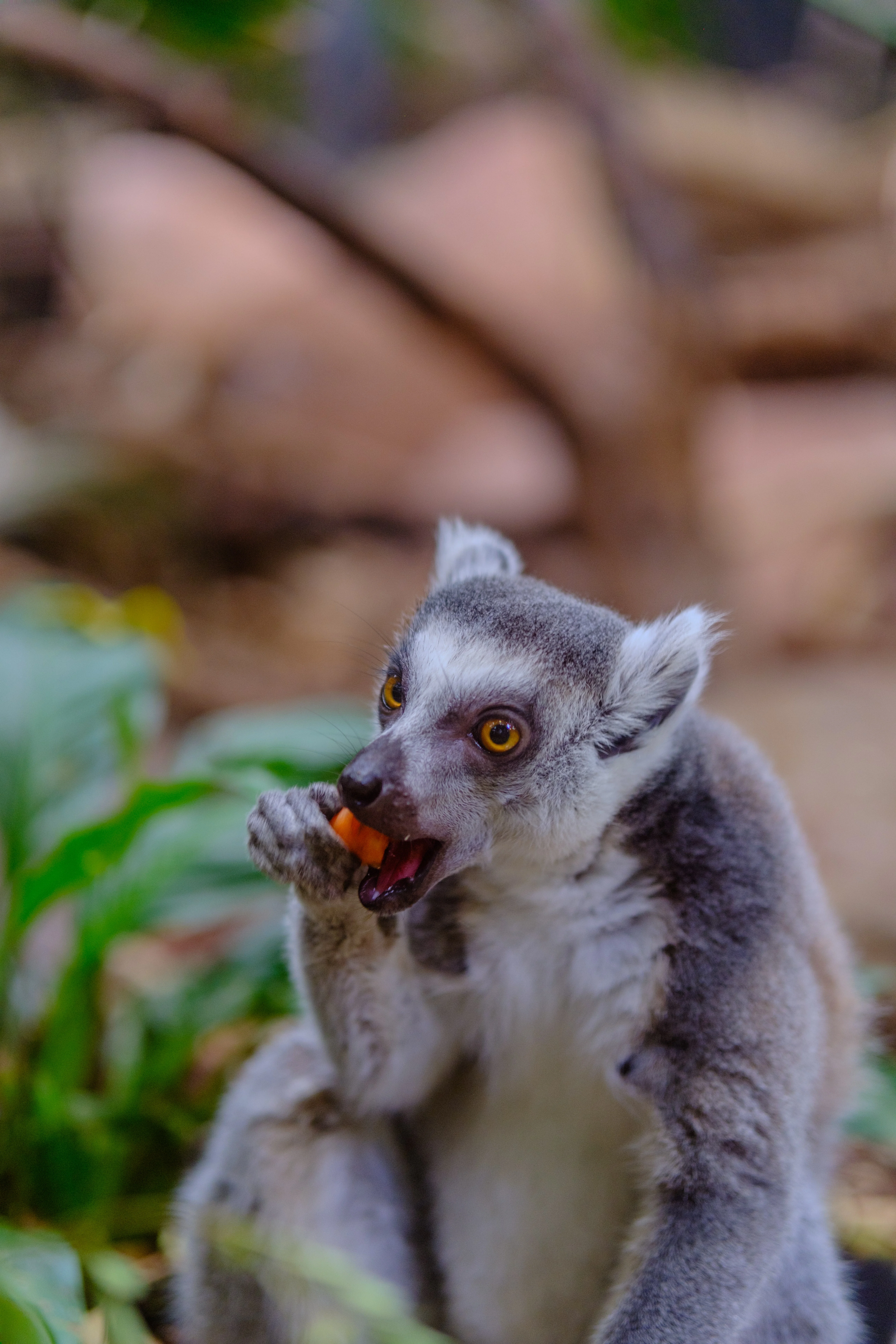 56mm · f/1.4 · 1/125s · ISO 800
FUJIFILM X-T5 · SIGMA 56mm F1.4 DC DN | Contemporary 018 · Aug 10, 2024
A ring-tailed lemur eating a piece of orange carrot.
Artis Zoo, Netherlands
© Brandon Cook