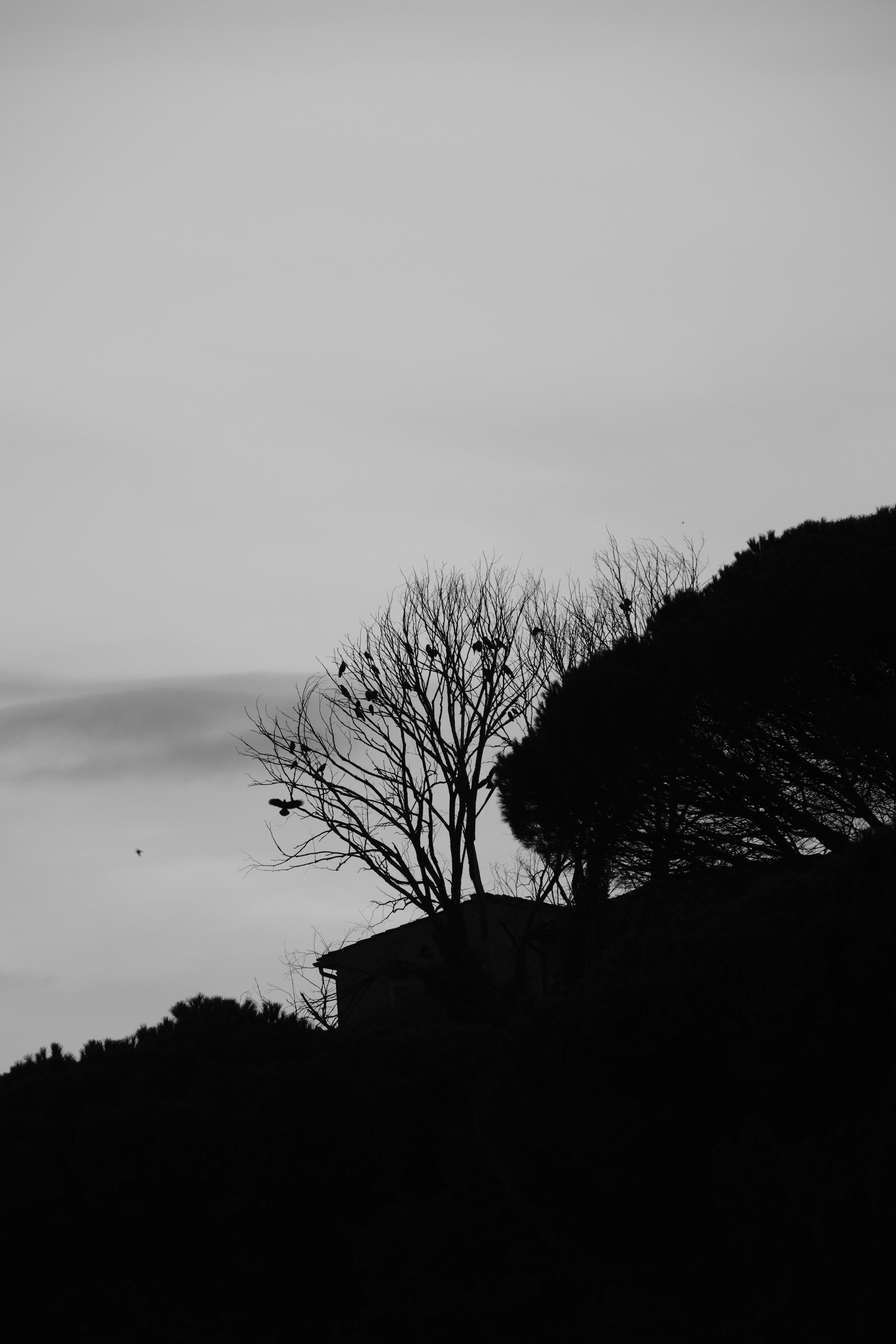 300mm · f/5.6 · 1/250s · ISO 800
FUJIFILM X-T5 · XF70-300mmF4-5.6 R LM OIS WR · Oct 15, 2024
Silhouetted trees and birds against an overcast sky.
Florence, Italy
© Brandon Cook