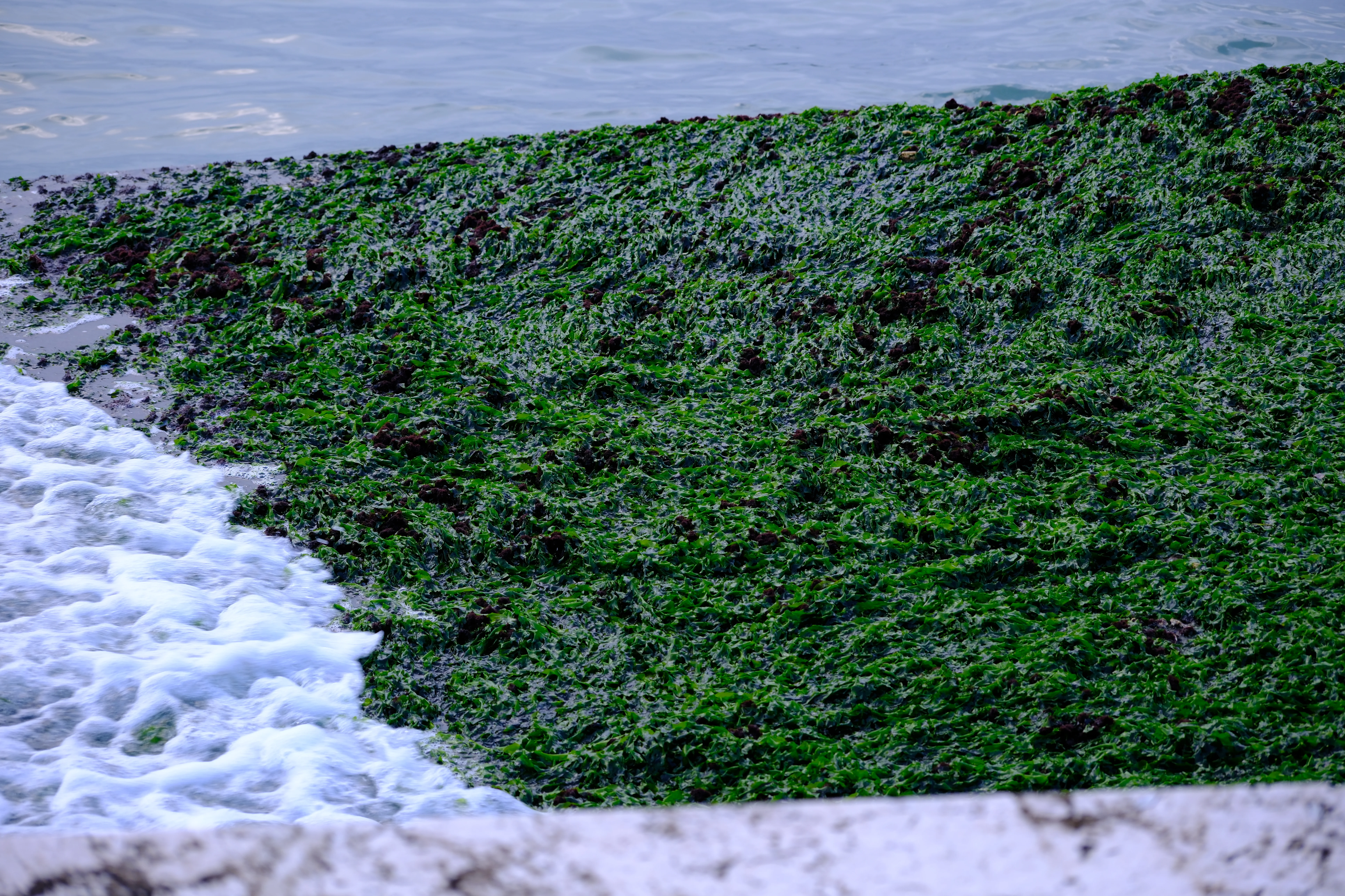 70mm · f/4 · 1/125s · ISO 160
FUJIFILM X-T5 · XF70-300mmF4-5.6 R LM OIS WR · Oct 18, 2024
Dense green algae blankets a stone slope in Venice.
Venice, Italy
© Brandon Cook