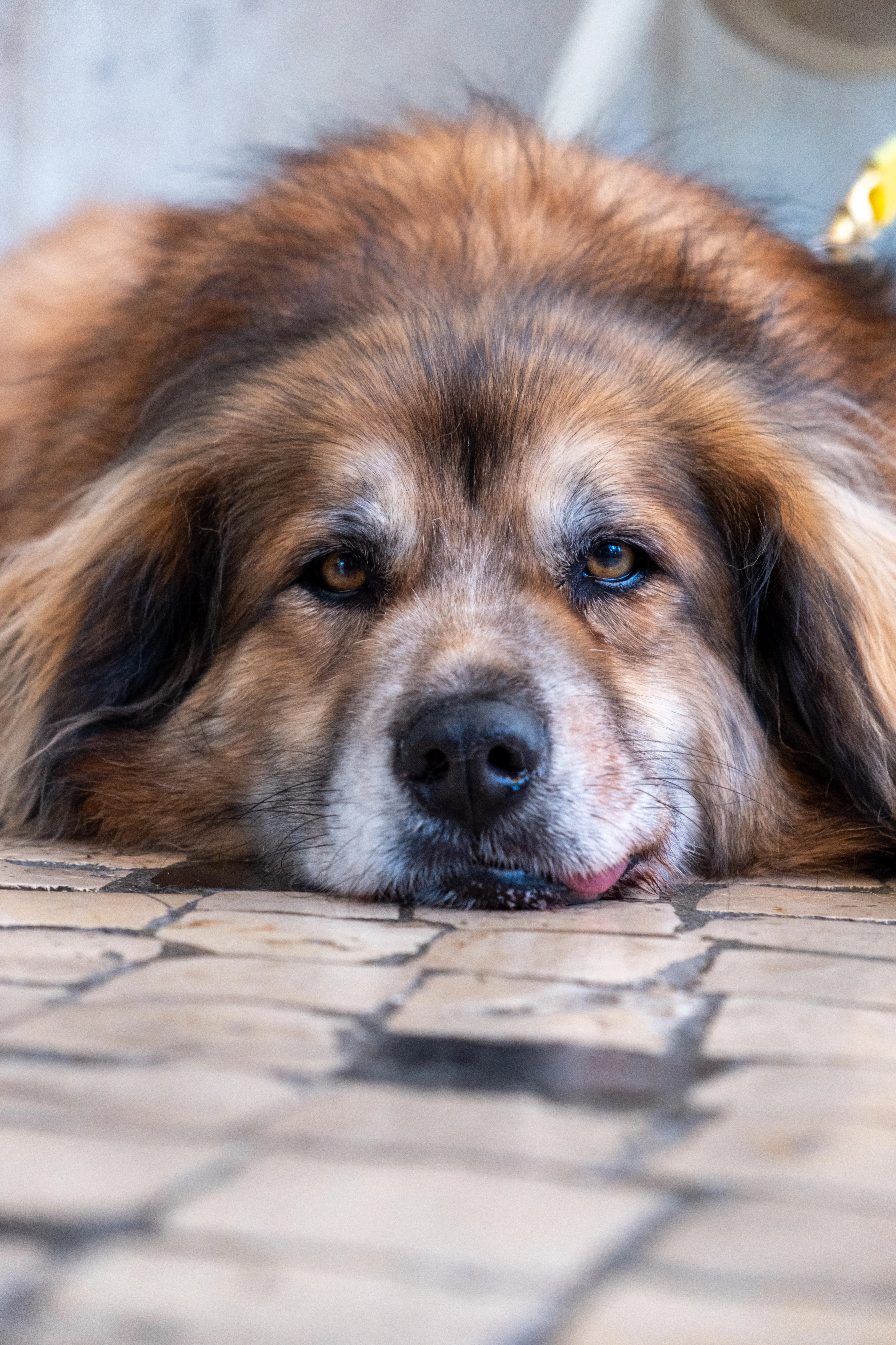 55mm · f/4 · 1/500s · ISO 800
FUJIFILM X-T5 · XF18-55mmF2.8-4 R LM OIS · May 11, 2024
Large fluffy dog resting on tiled pavement in Lisbon, Portugal.
Lisbon, Portugal
© Brandon Cook