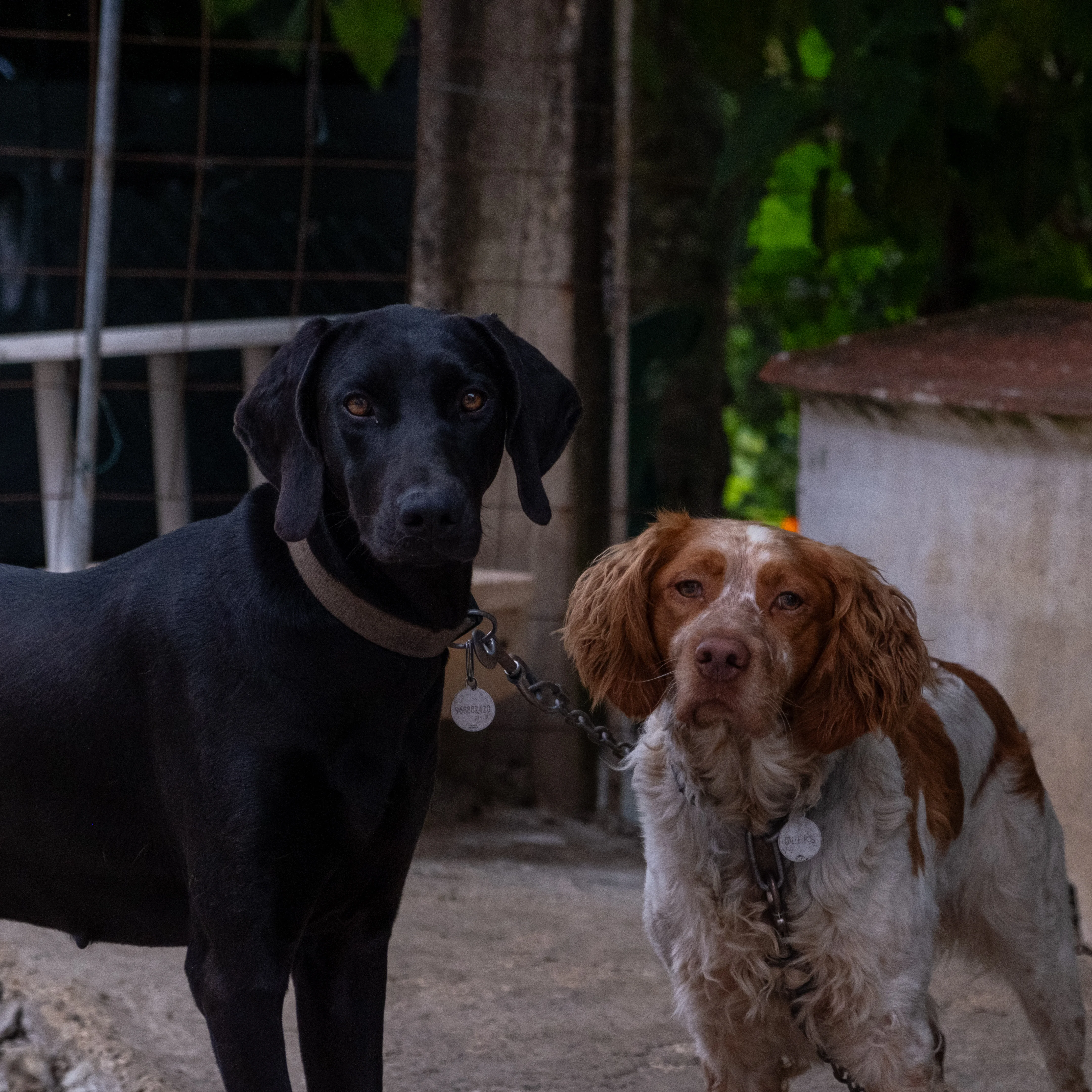 55mm · f/4 · 1/800s · ISO 1000
FUJIFILM X-T5 · XF18-55mmF2.8-4 R LM OIS · May 11, 2024
Black dog and a brown and white spaniel in Lisbon.
Lisbon, Portugal
© Brandon Cook