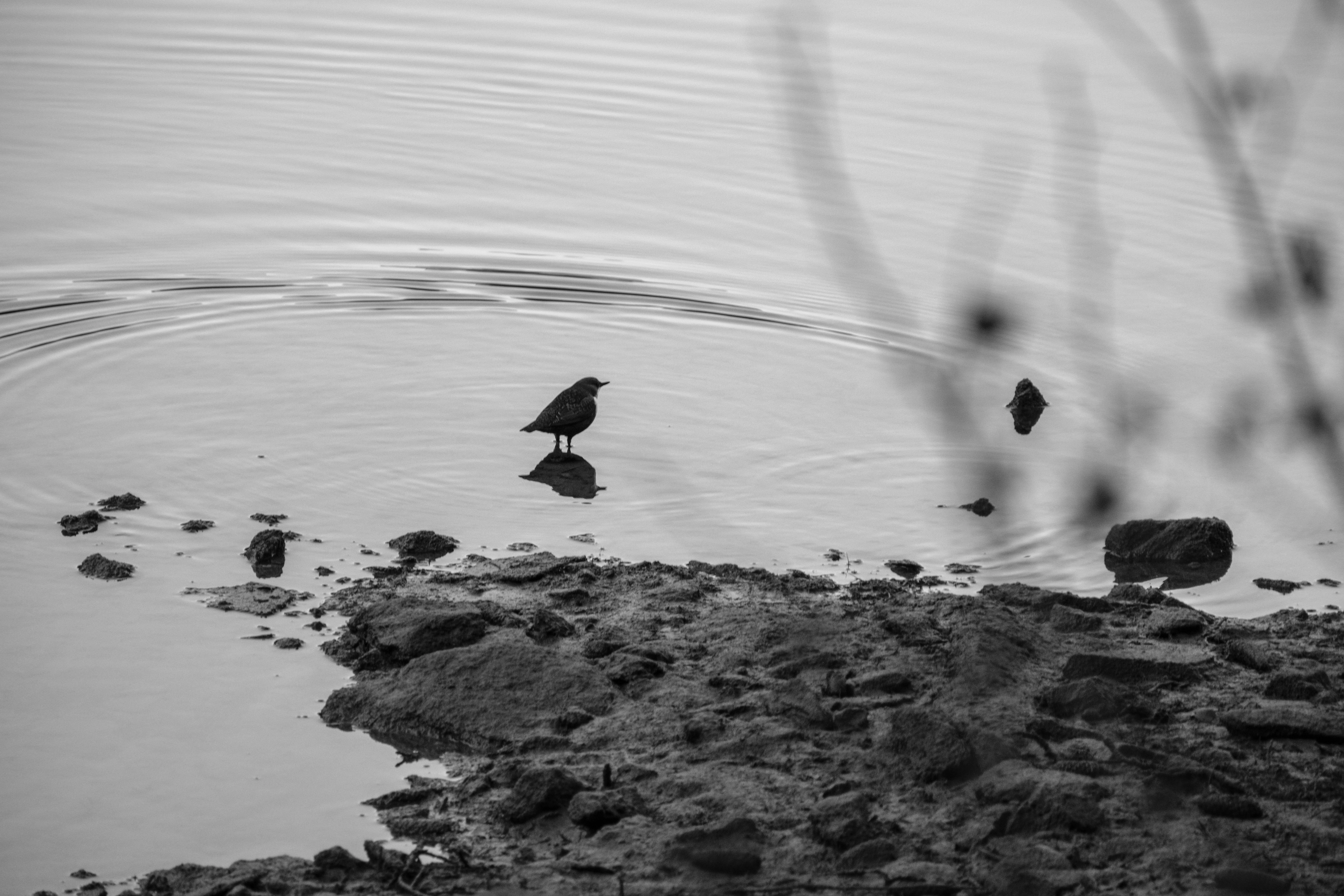 300mm · f/5.6 · 1/125s · ISO 500
FUJIFILM X-T5 · XF70-300mmF4-5.6 R LM OIS WR · Oct 21, 2024
Solitary bird standing in rippling water by a rocky shore.
Saanen, Switzerland
© Brandon Cook