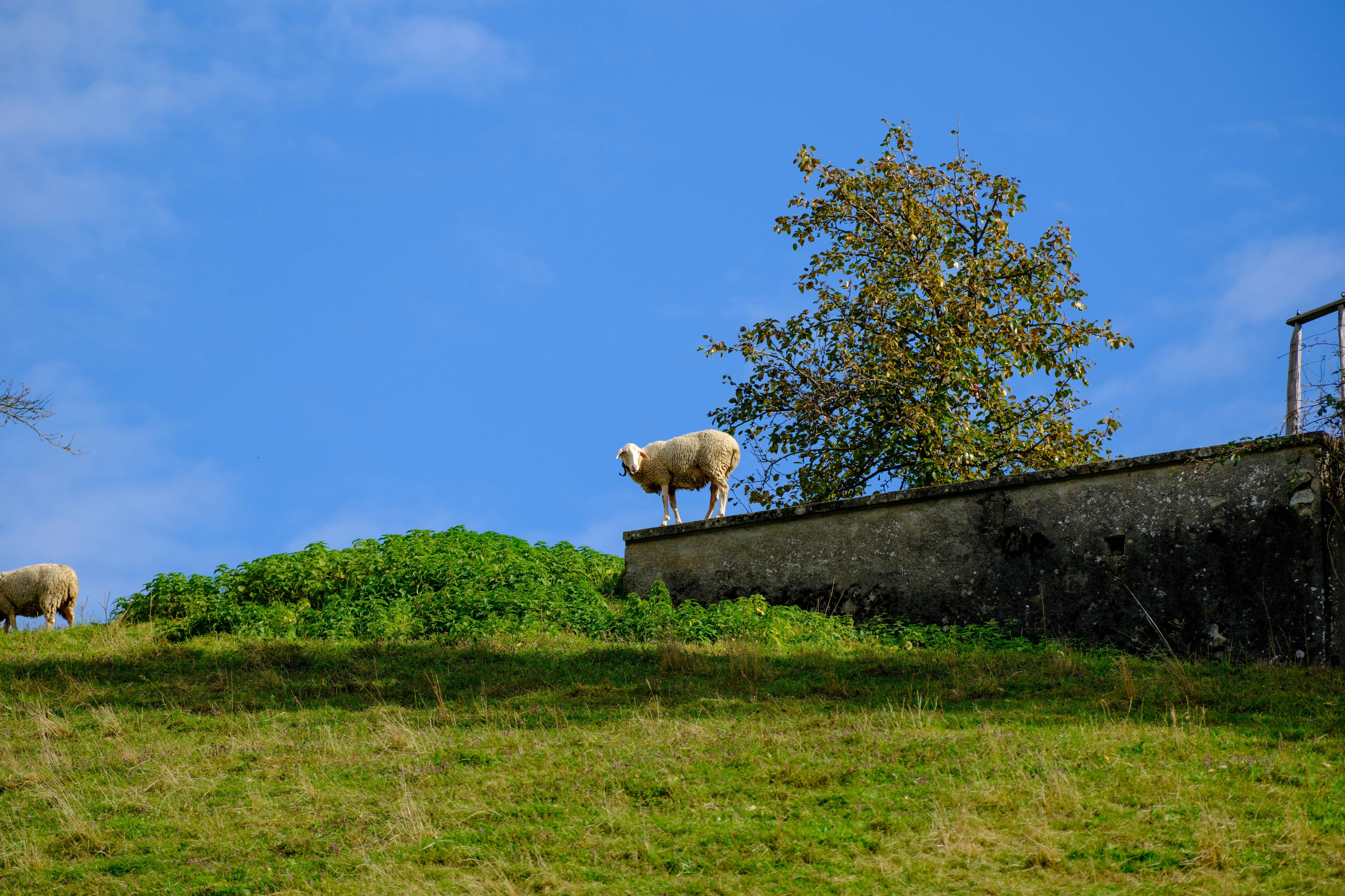 159mm · f/5 · 1/600s · ISO 125
FUJIFILM X-T5 · XF70-300mmF4-5.6 R LM OIS WR · Oct 22, 2024
Sheep standing on a stone wall on a green hillside.
Gruyères, Switzerland
© Brandon Cook