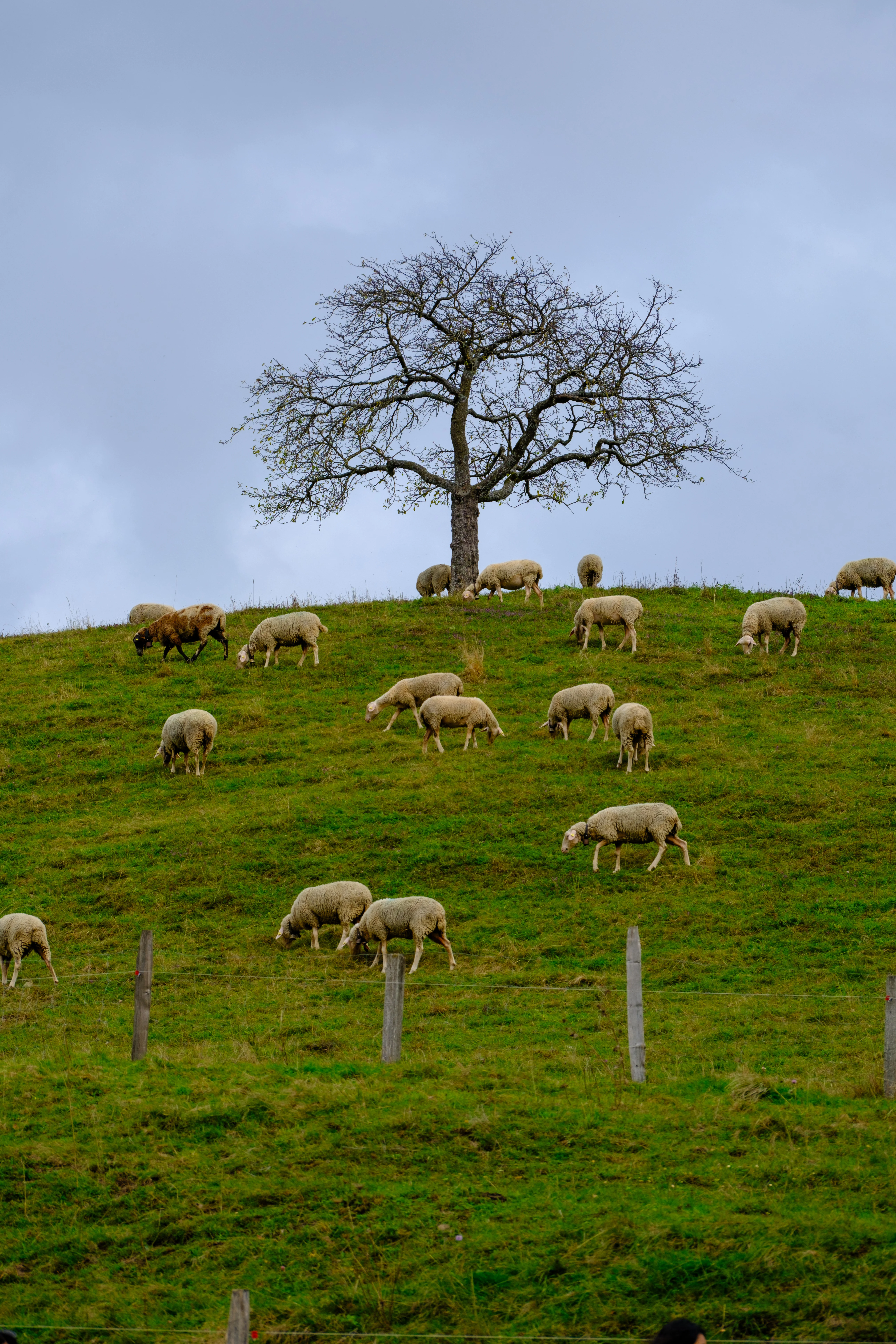 110mm · f/5 · 1/600s · ISO 125
FUJIFILM X-T5 · XF70-300mmF4-5.6 R LM OIS WR · Oct 22, 2024
Sheep grazing on a green hill in Gruyères, Switzerland.
Gruyères, Switzerland
© Brandon Cook