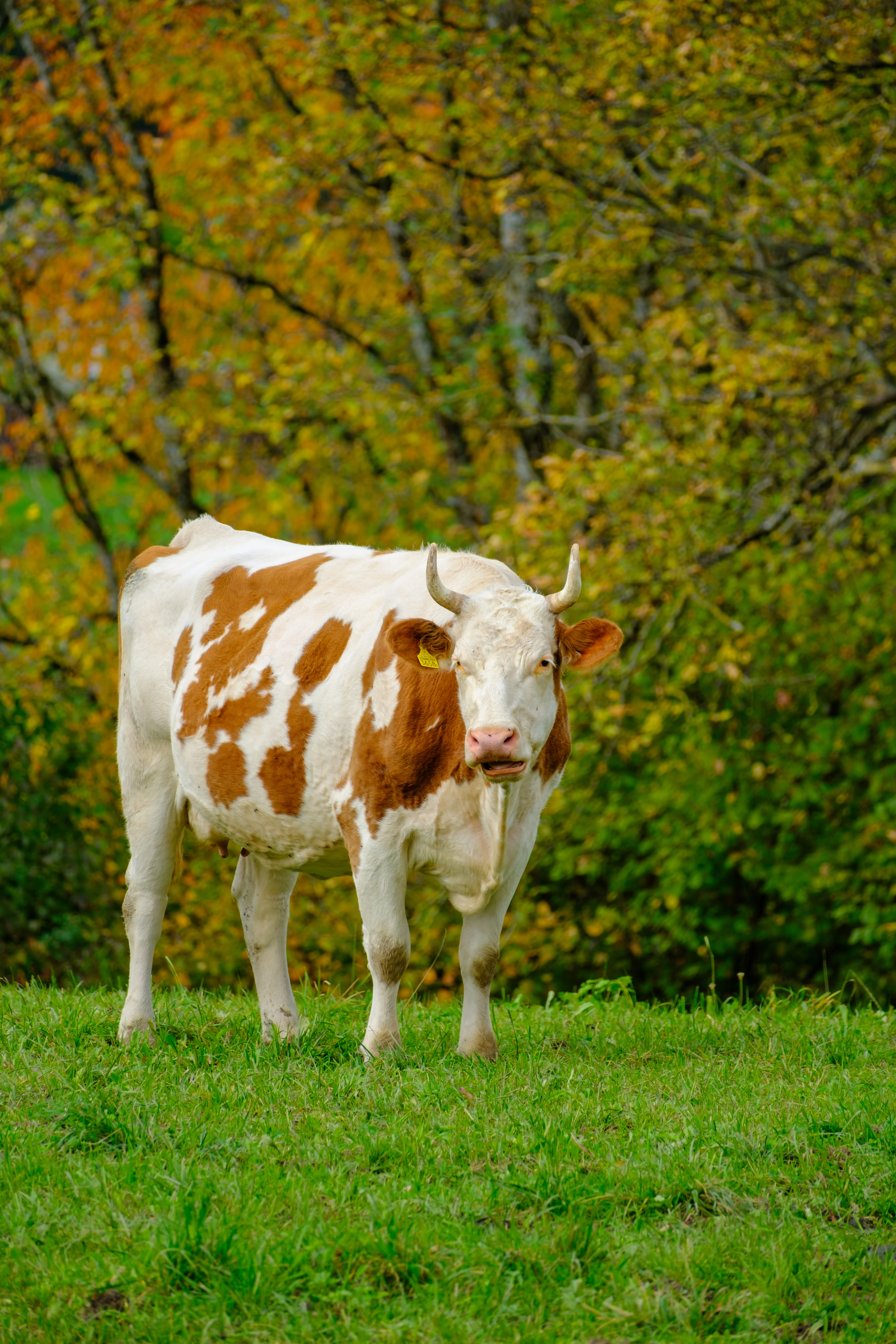 300mm · f/5.6 · 1/210s · ISO 125
FUJIFILM X-T5 · XF70-300mmF4-5.6 R LM OIS WR · Oct 22, 2024
Horned brown and white cow in a green Swiss pasture.
Gruyères, Switzerland
© Brandon Cook