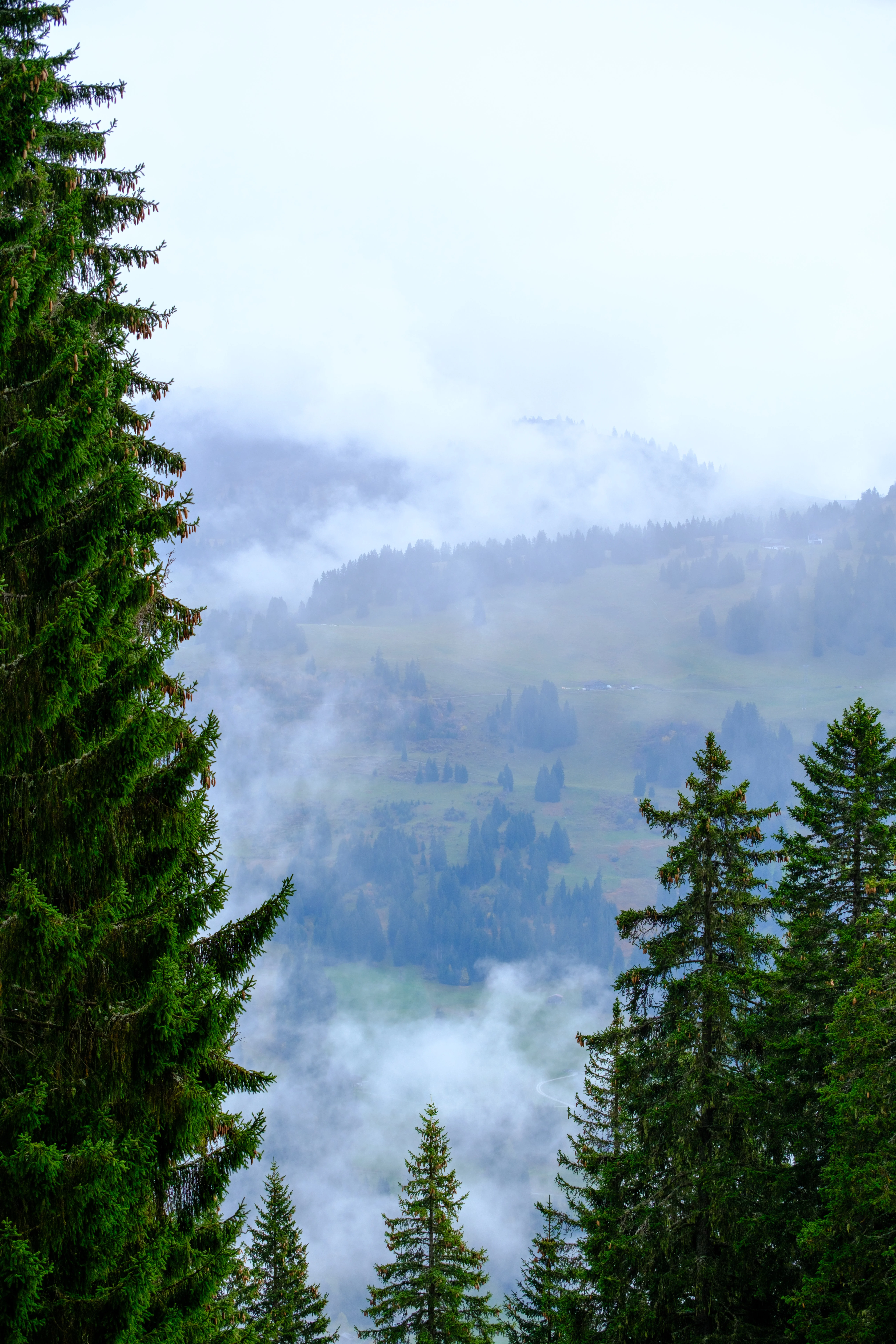 70mm · f/4 · 1/750s · ISO 125
FUJIFILM X-T5 · XF70-300mmF4-5.6 R LM OIS WR · Oct 23, 2024
Tall evergreens frame a misty, forested landscape in Saanen.
Saanen, Switzerland
© Brandon Cook