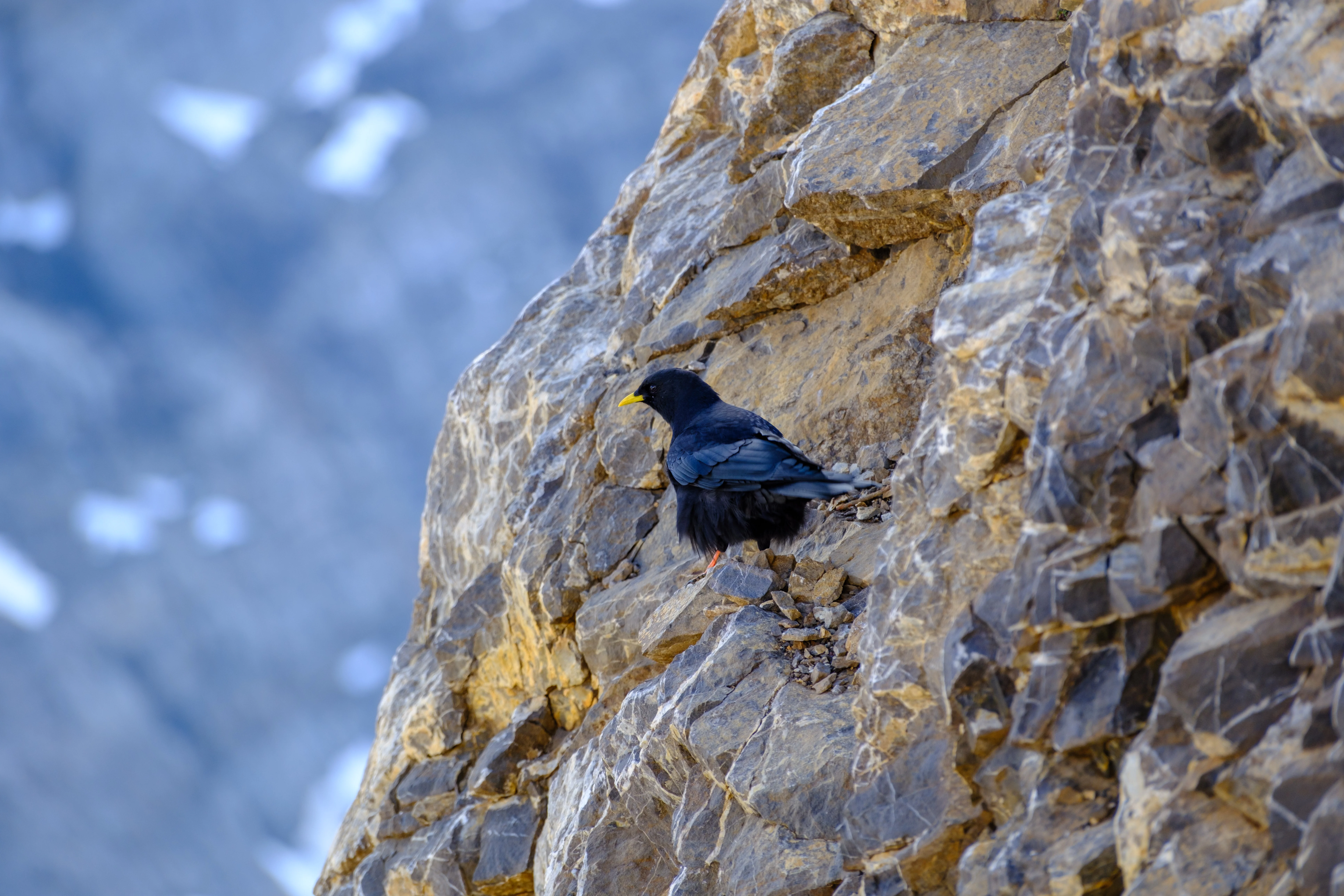 207mm · f/5 · 1/125s · ISO 200
FUJIFILM X-T5 · XF70-300mmF4-5.6 R LM OIS WR · Oct 24, 2024
Yellow-billed Alpine Chough perched on a rugged mountain cliffside.
Saanen, Switzerland
© Brandon Cook