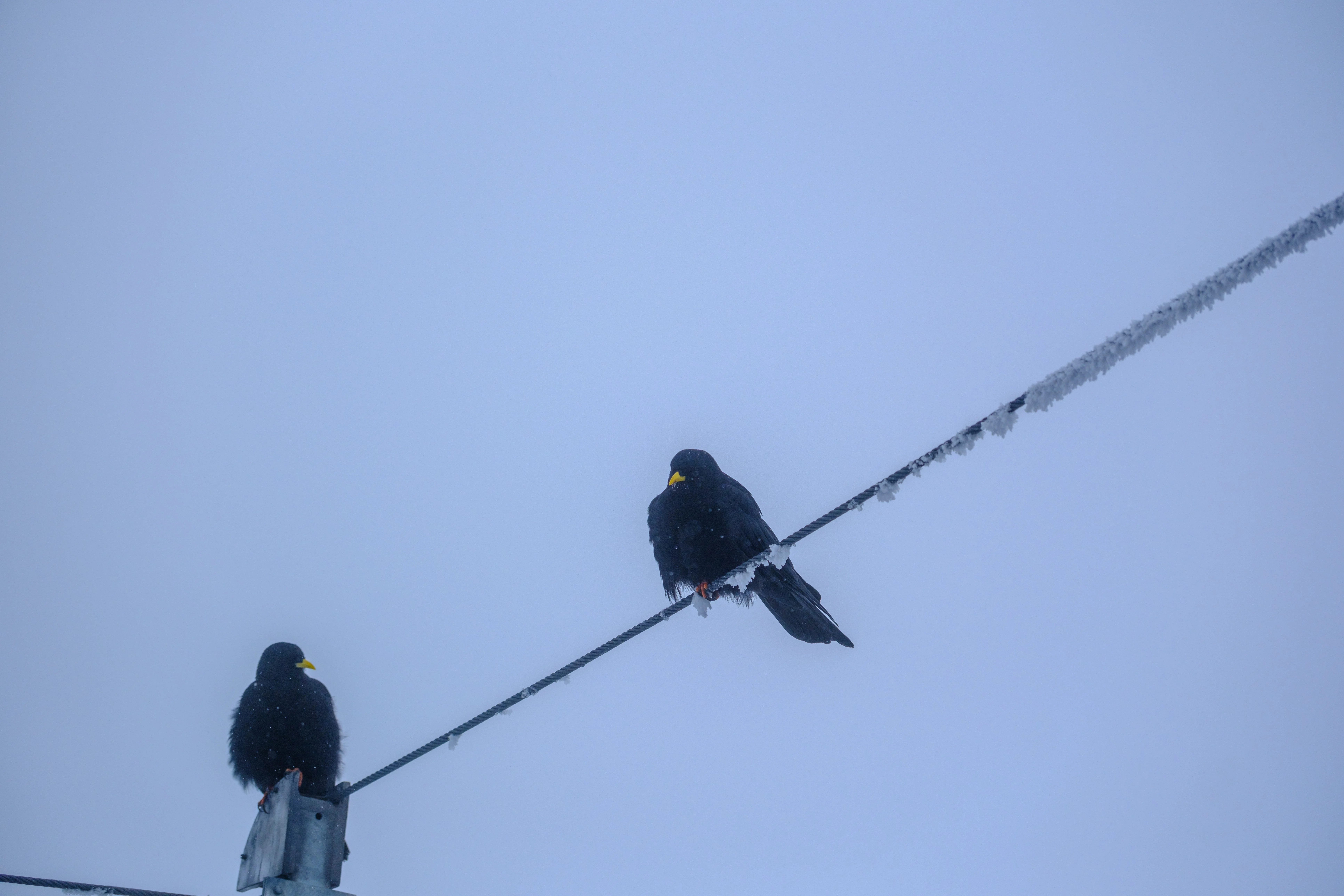 70mm · f/4 · 1/3800s · ISO 125
FUJIFILM X-T5 · XF70-300mmF4-5.6 R LM OIS WR · Oct 25, 2024
Two black birds on a frosty wire in Saanen, Switzerland.
Saanen, Switzerland
© Brandon Cook