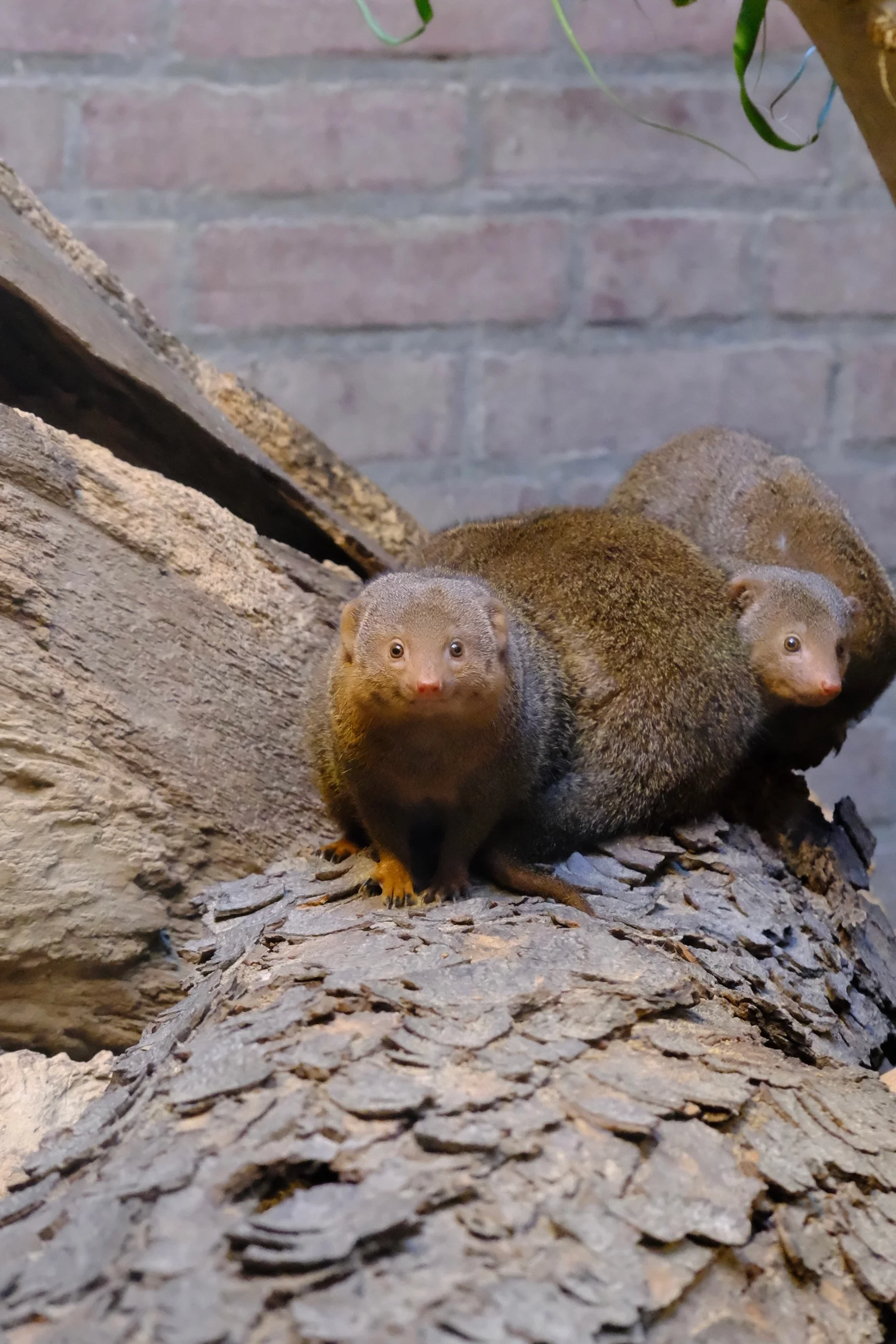 70mm · f/5.6 · 1/58s · ISO 6400
FUJIFILM X-T5 · XF70-300mmF4-5.6 R LM OIS WR · Jan 11, 2025
Two mongooses sitting together on a log in an enclosure.
Artis Zoo, Netherlands
© Brandon Cook