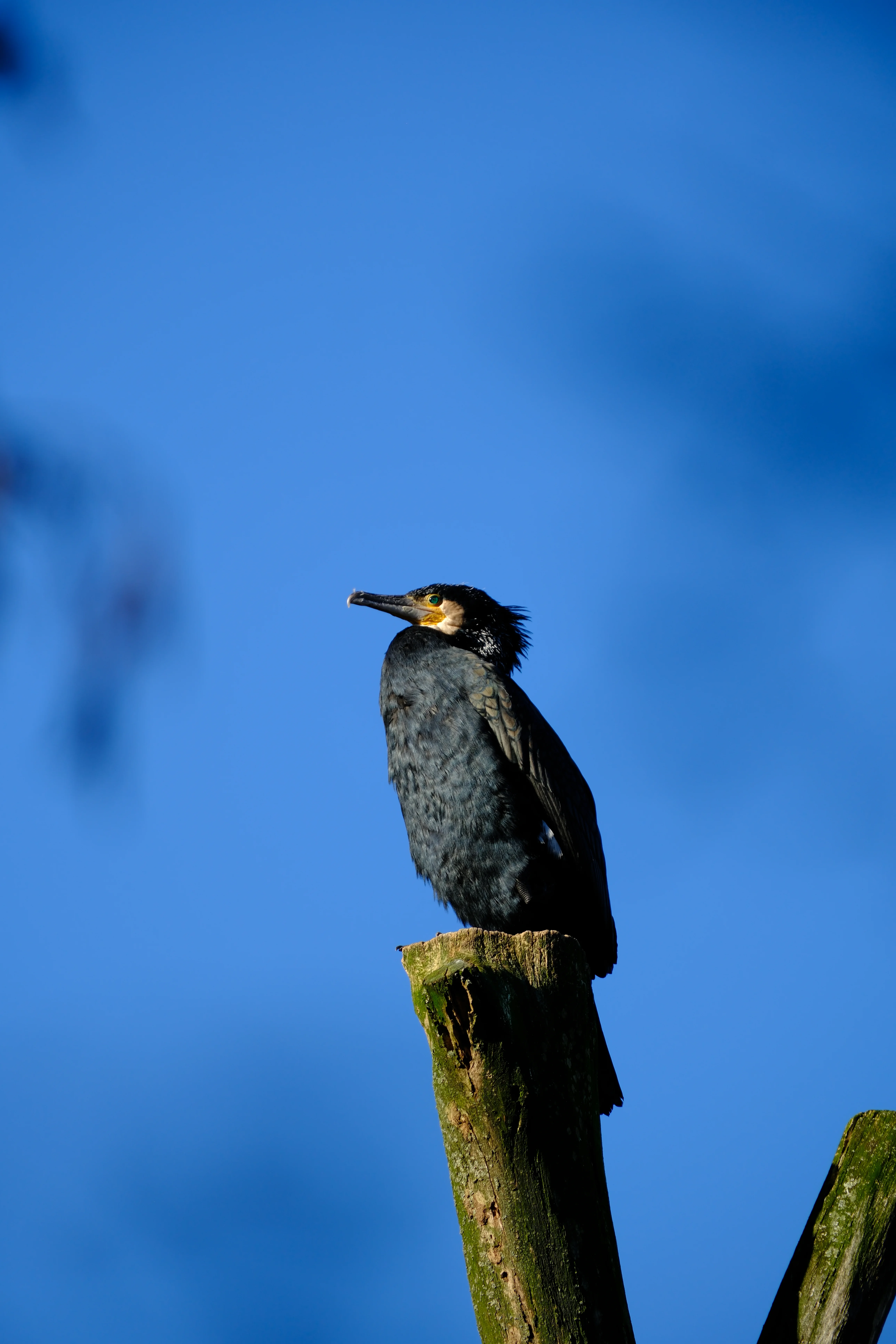 300mm · f/5.6 · 1/320s · ISO 125
FUJIFILM X-T5 · XF70-300mmF4-5.6 R LM OIS WR · Jan 11, 2025
Black bird perched on mossy branch against clear blue sky.
Artis Zoo, Netherlands
© Brandon Cook