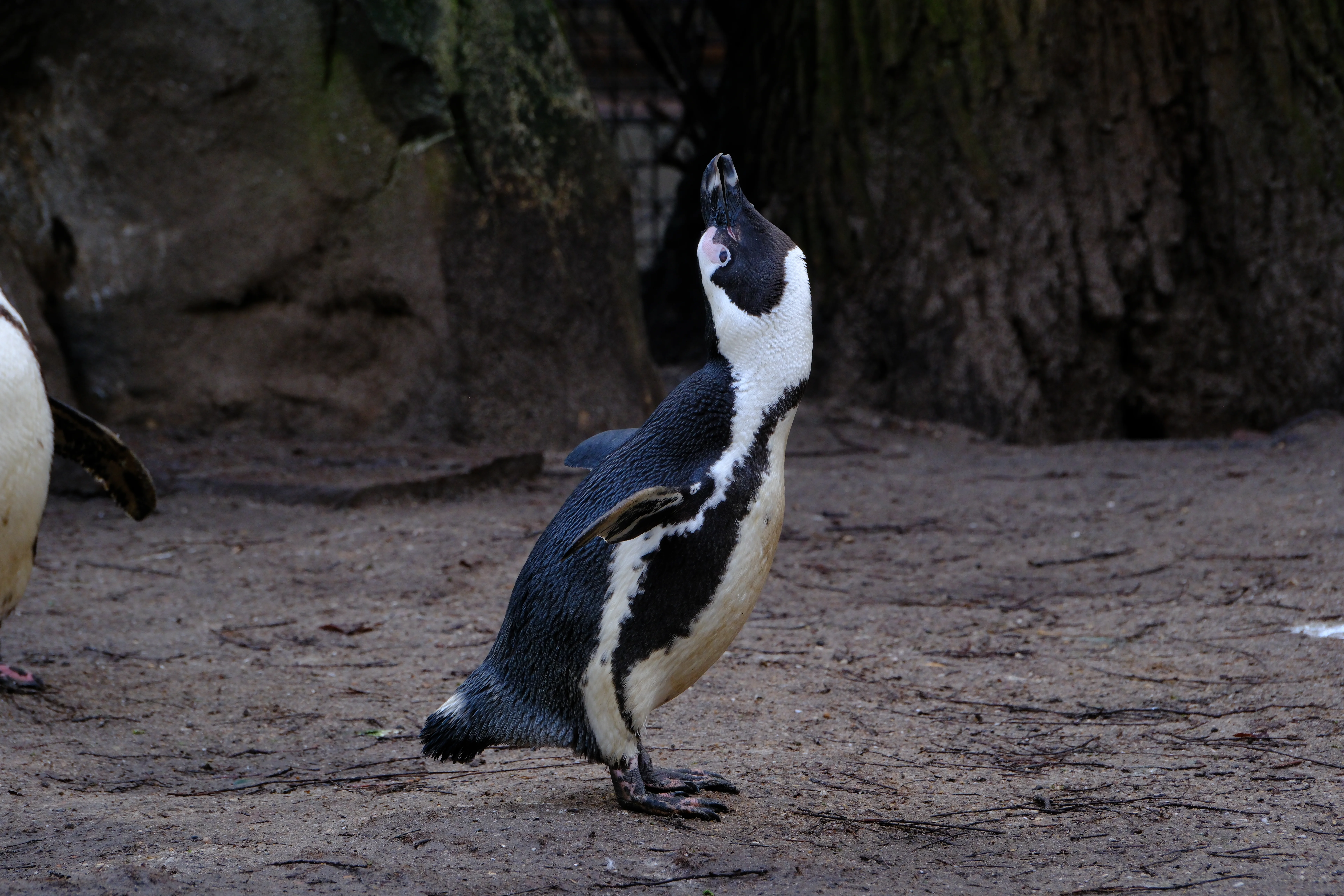 178mm · f/6.4 · 1/125s · ISO 800
FUJIFILM X-T5 · XF70-300mmF4-5.6 R LM OIS WR · Jan 11, 2025
An African penguin looking upward in Artis Zoo, Netherlands.
Artis Zoo, Netherlands
© Brandon Cook