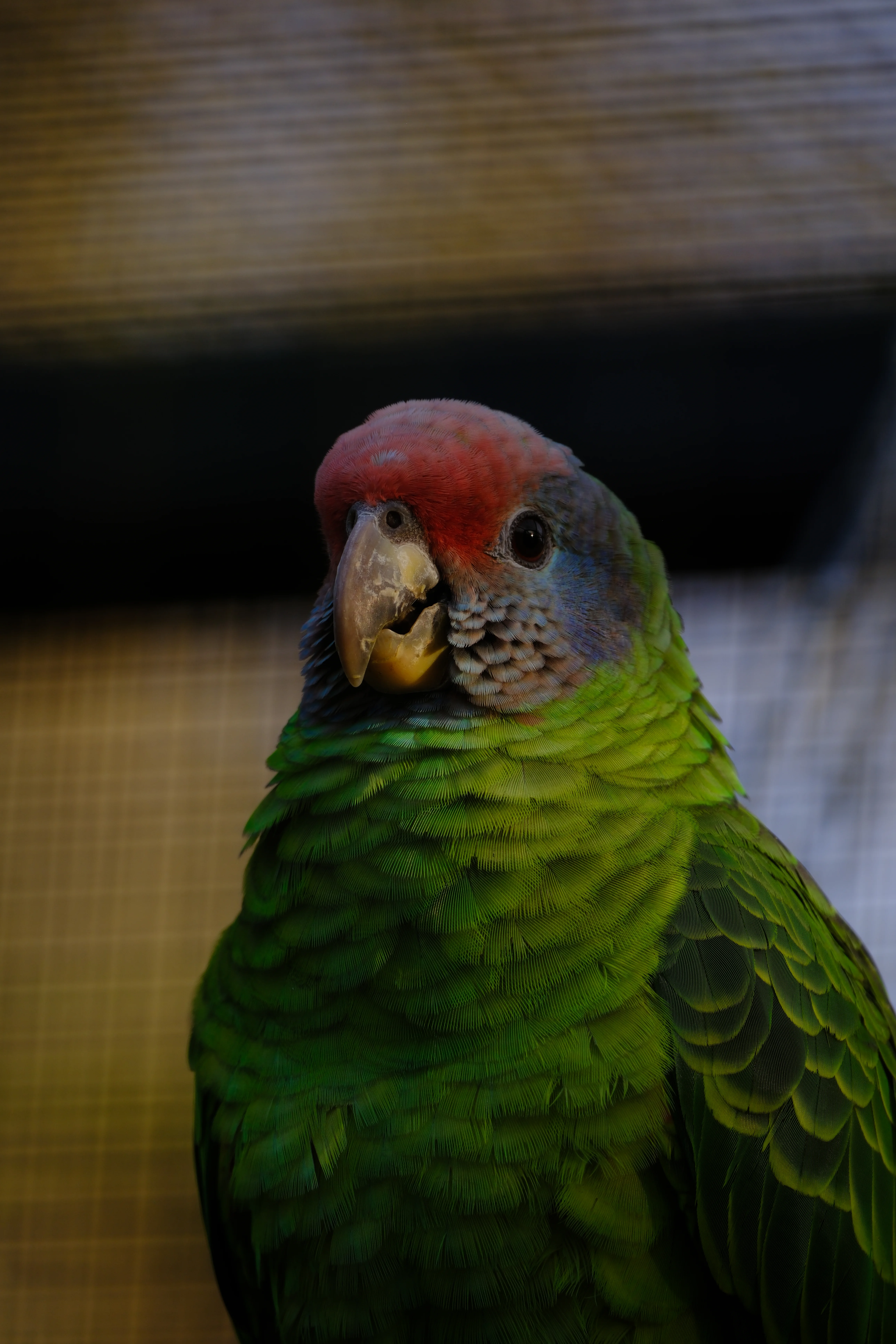 300mm · f/5.6 · 1/125s · ISO 160
FUJIFILM X-T5 · XF70-300mmF4-5.6 R LM OIS WR · Jan 11, 2025
Colorful green parrot with a red face in Amsterdam.
Artis Zoo, Netherlands
© Brandon Cook