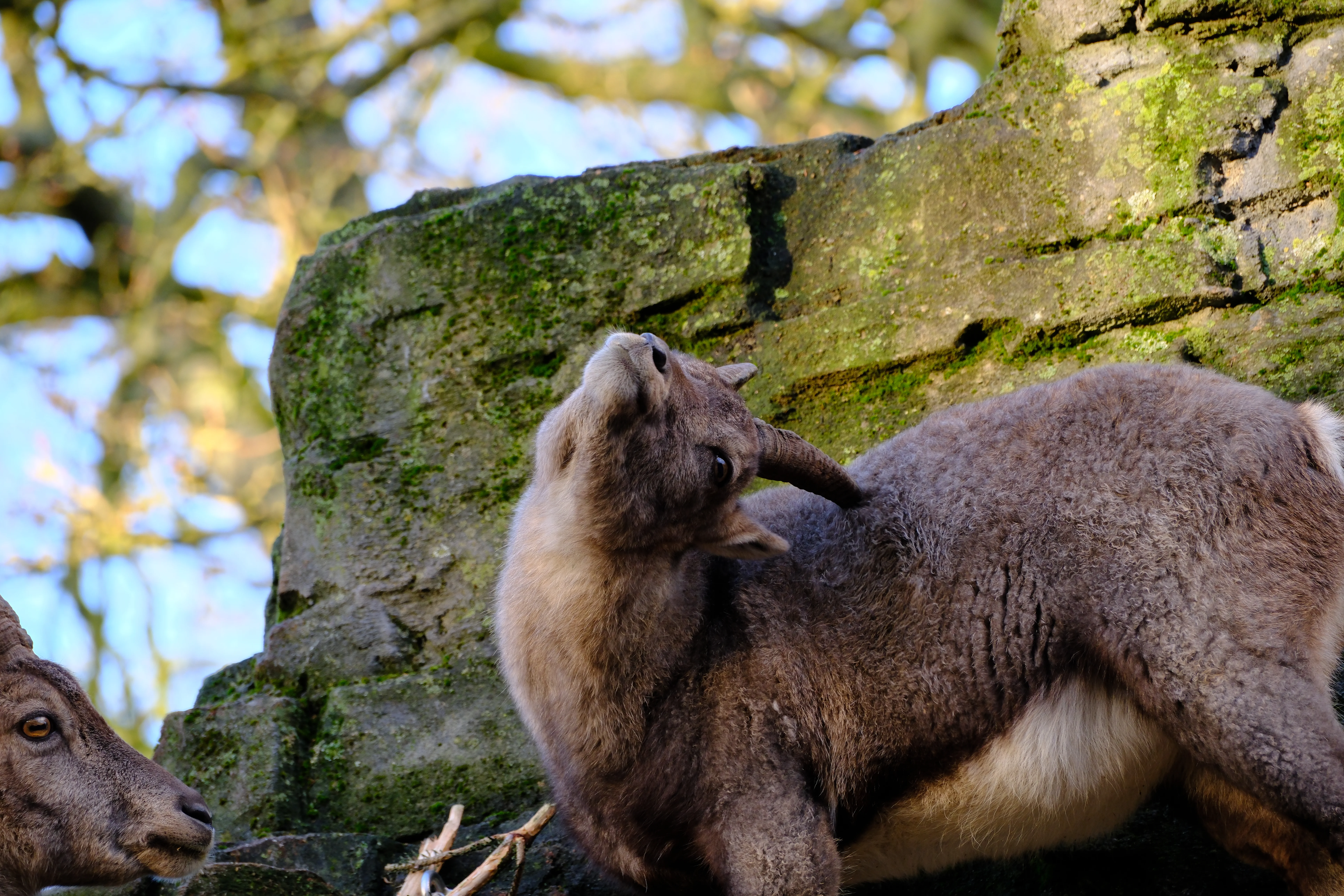 199mm · f/5 · 1/125s · ISO 640
FUJIFILM X-T5 · XF70-300mmF4-5.6 R LM OIS WR · Jan 11, 2025
Goats on mossy rocks in Artis Zoo, Netherlands.
Artis Zoo, Netherlands
© Brandon Cook