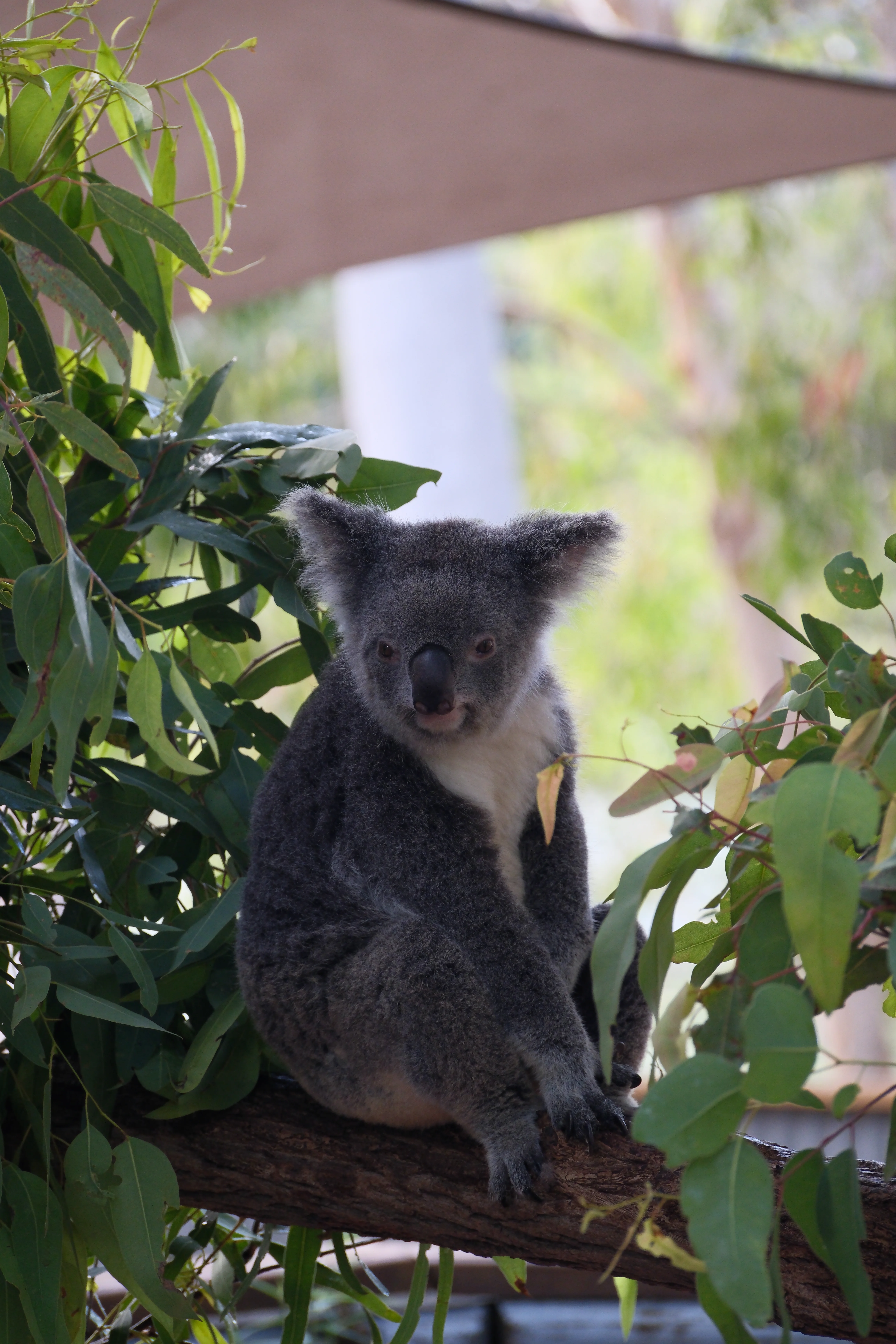 123mm · f/5 · 1/125s · ISO 1250
FUJIFILM X-T5 · XF70-300mmF4-5.6 R LM OIS WR · Jun 6, 2025
A koala peers through lush eucalyptus leaves from a tree.
Townsville, Australia
© Brandon Cook