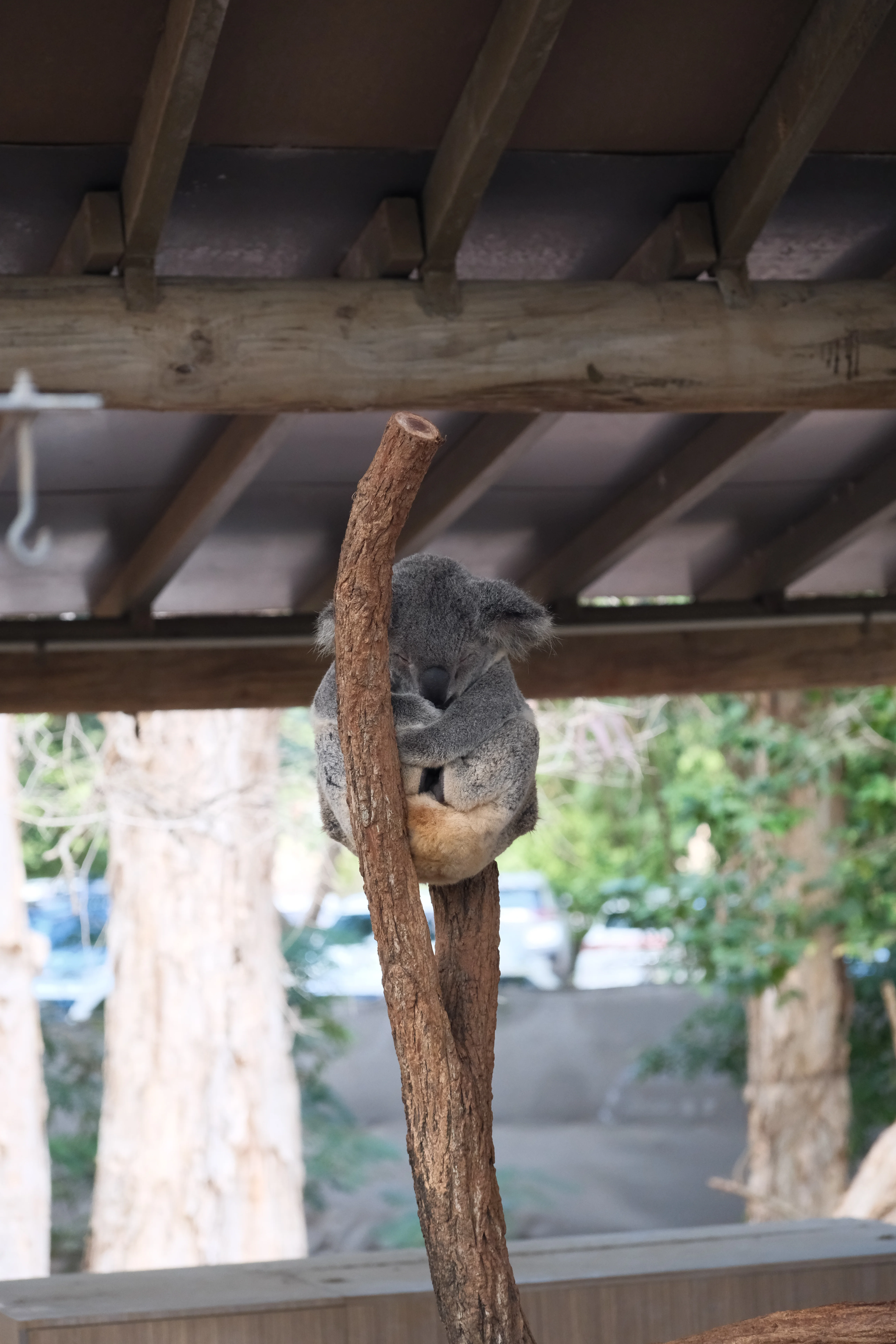 70mm · f/4 · 1/125s · ISO 1600
FUJIFILM X-T5 · XF70-300mmF4-5.6 R LM OIS WR · Jun 6, 2025
A fluffy grey koala sleeping soundly on a branch.
Townsville, Australia
© Brandon Cook