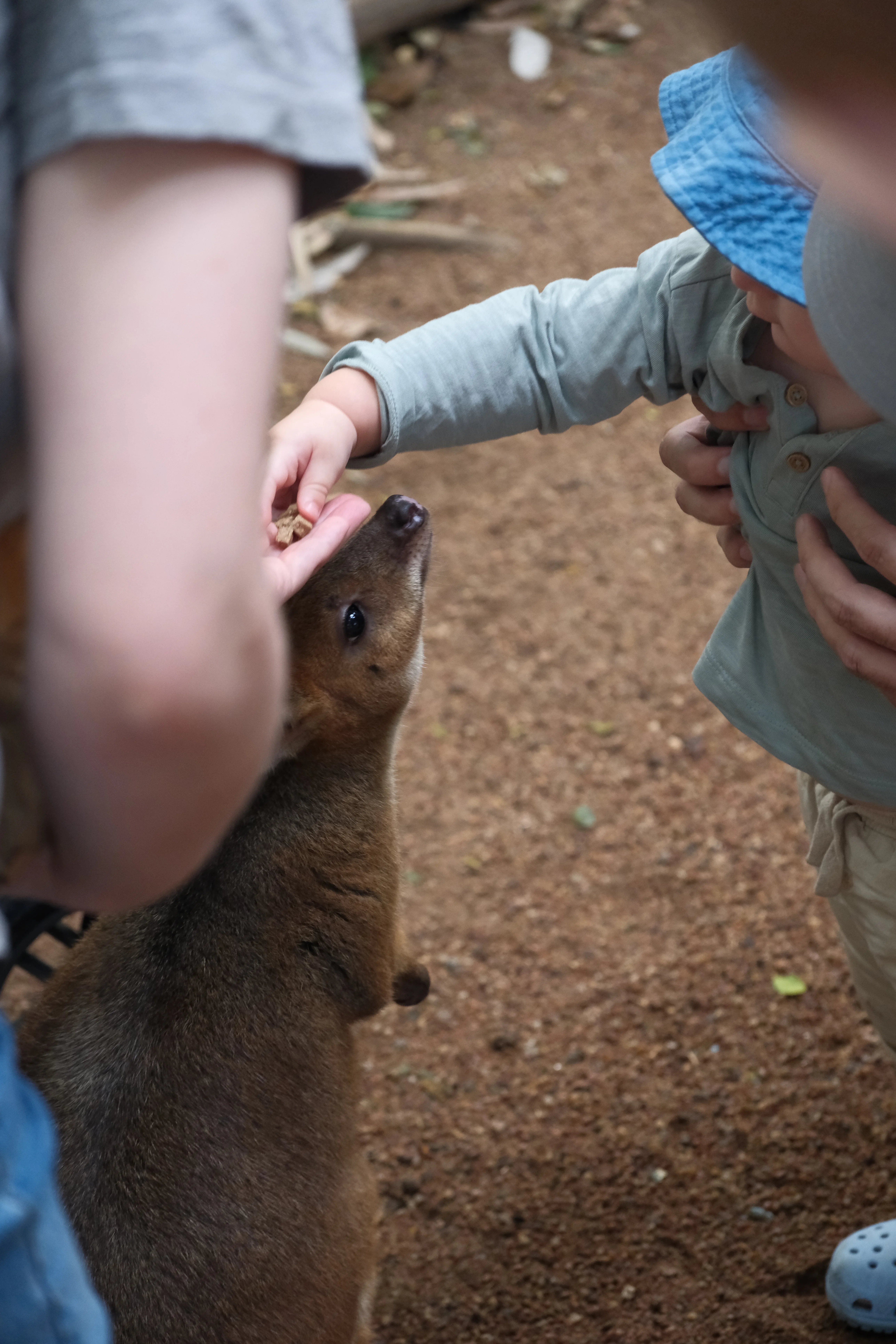 70mm · f/4 · 1/125s · ISO 2000
FUJIFILM X-T5 · XF70-300mmF4-5.6 R LM OIS WR · Jun 6, 2025
Child feeding a wallaby by hand in Townsville.
Townsville, Australia
© Brandon Cook