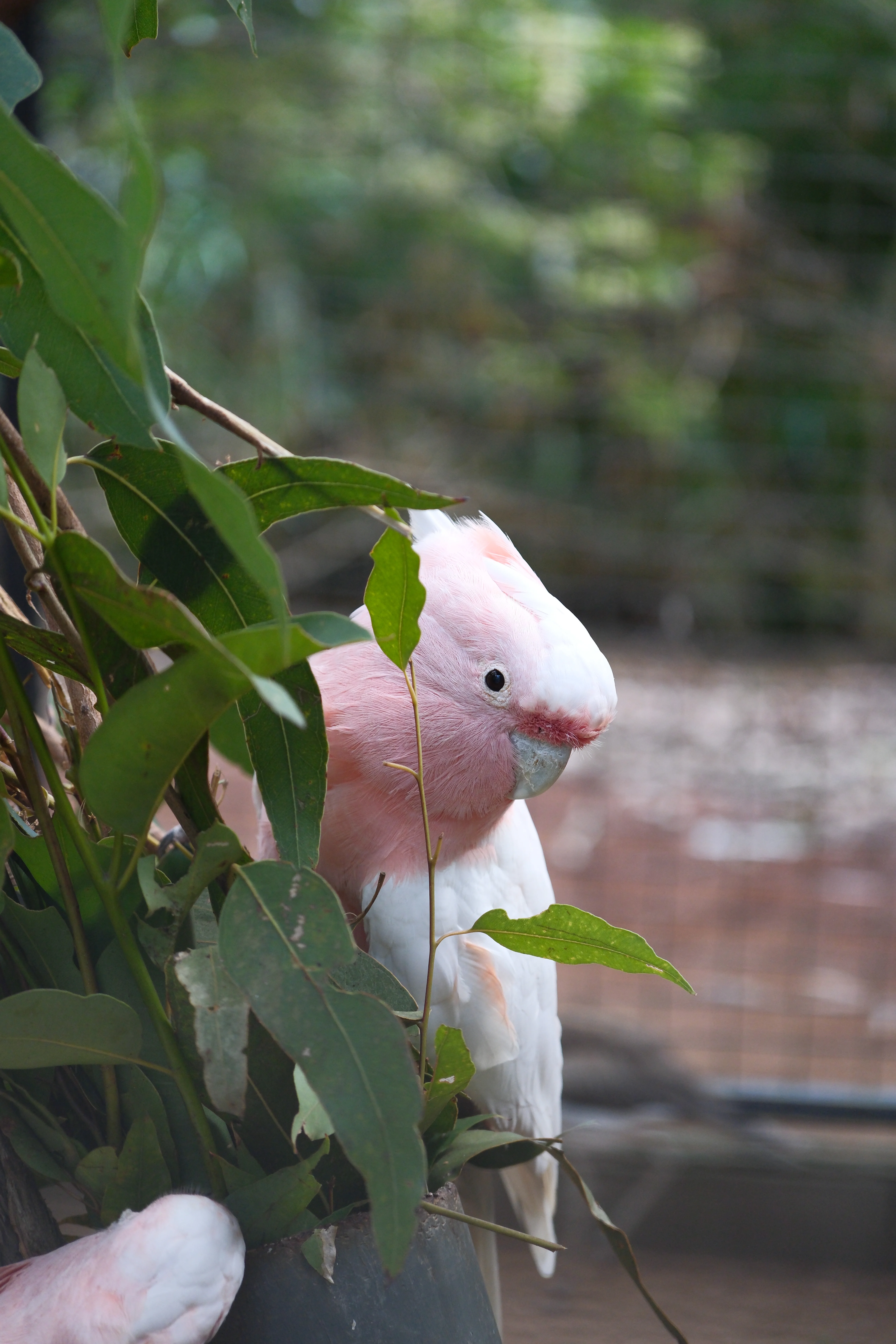 70mm · f/4 · 1/125s · ISO 1250
FUJIFILM X-T5 · XF70-300mmF4-5.6 R LM OIS WR · Jun 6, 2025
Pink and white cockatoo peering through lush green leaves.
Townsville, Australia
© Brandon Cook