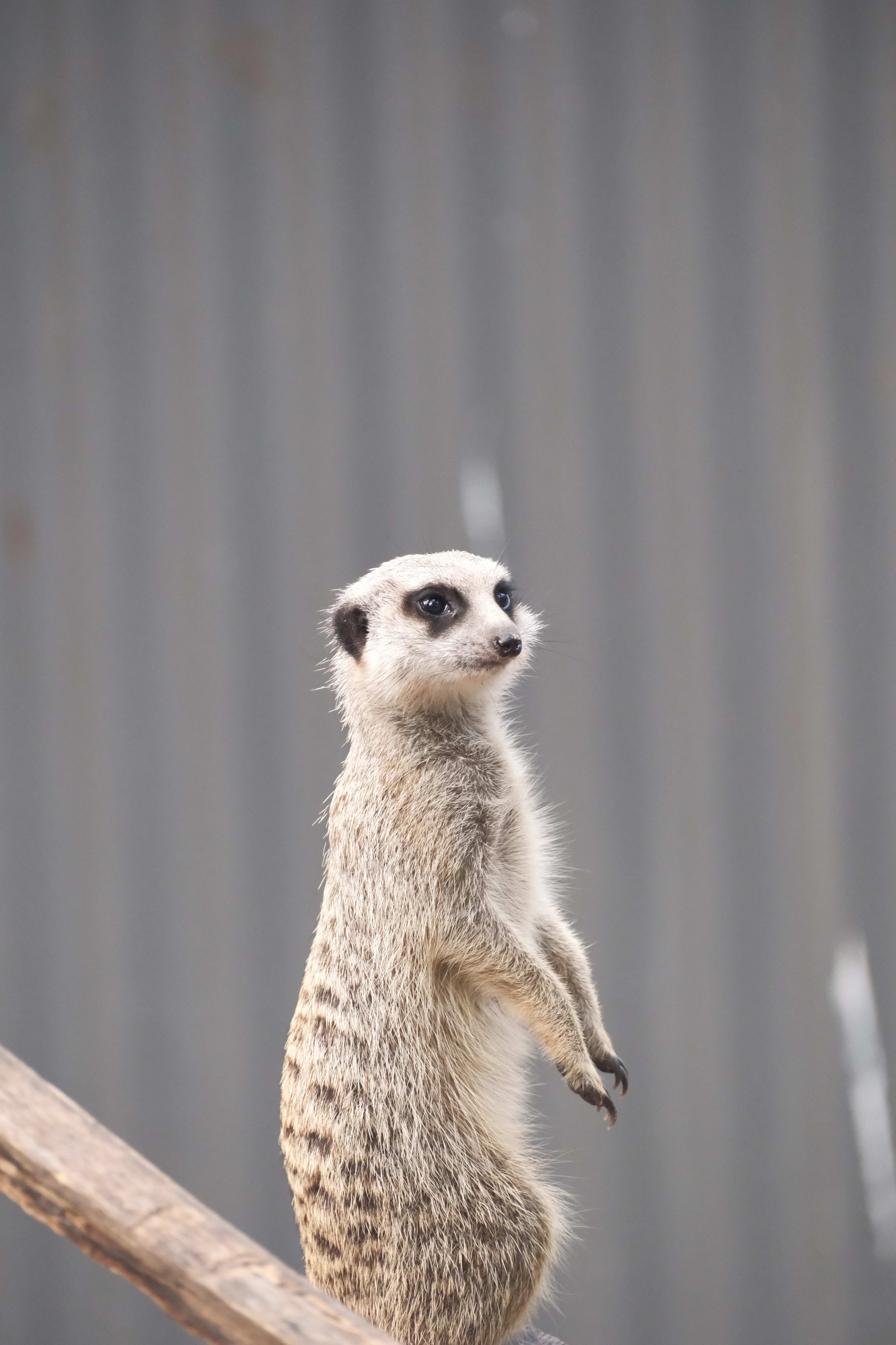 268mm · f/5.6 · 1/125s · ISO 3200
FUJIFILM X-T5 · XF70-300mmF4-5.6 R LM OIS WR · Jun 7, 2025
A meerkat with head turned toward the viewer.
Townsville, Australia
© Brandon Cook