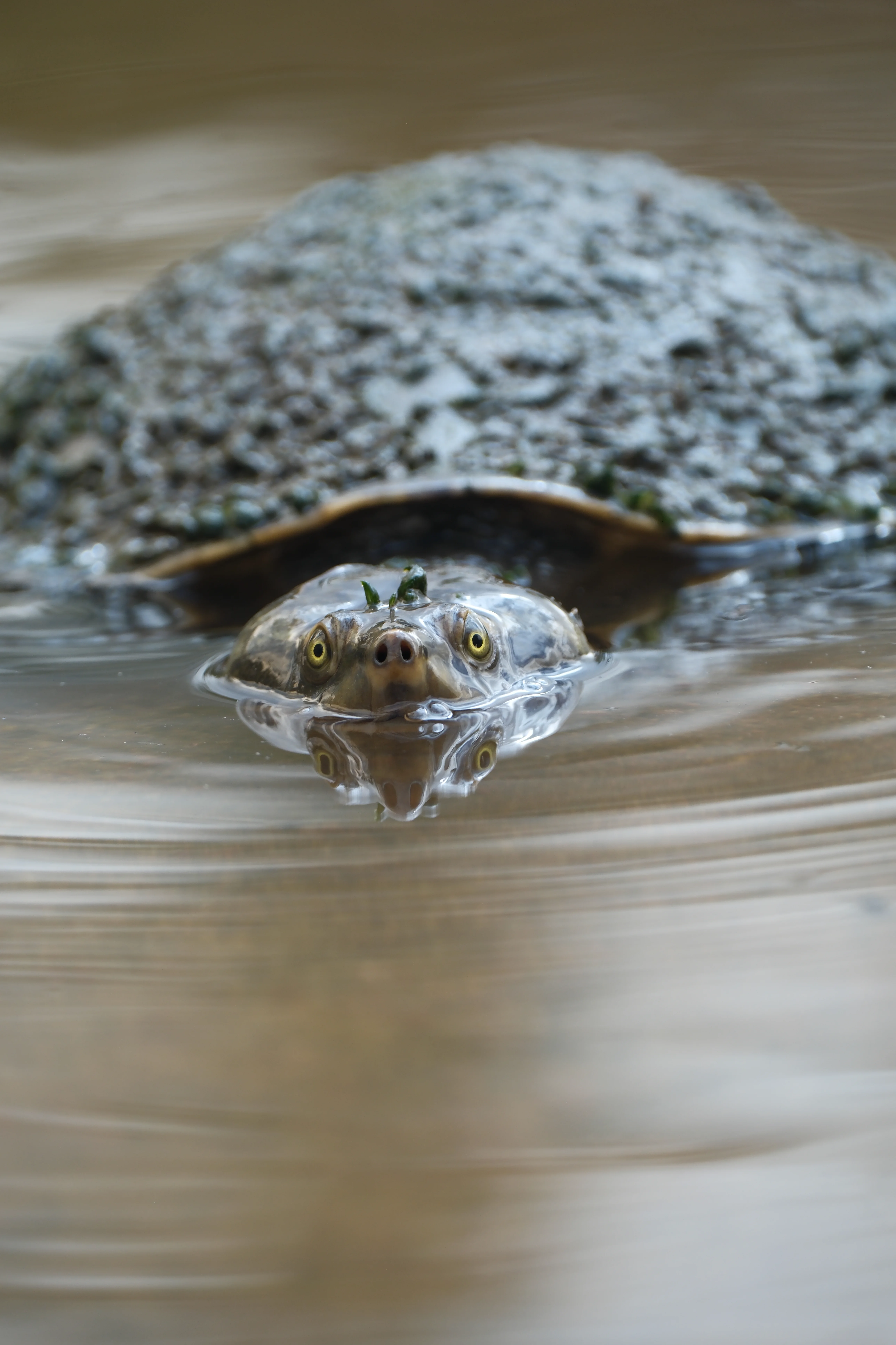 300mm · f/5.6 · 1/125s · ISO 320
FUJIFILM X-T5 · XF70-300mmF4-5.6 R LM OIS WR · Jun 7, 2025
Turtle head peering through rippled water.
Townsville, Australia
© Brandon Cook